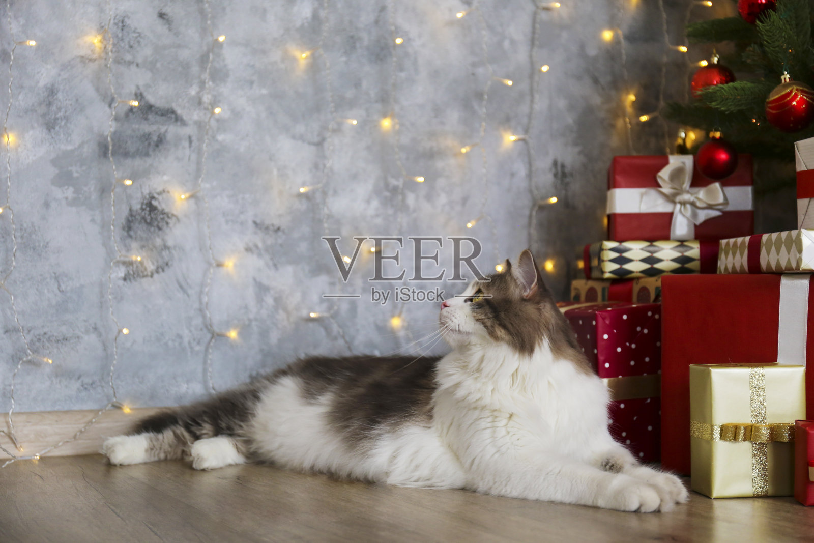 可爱的家养宠物在家,传统的寒假背景。照片摄影图片