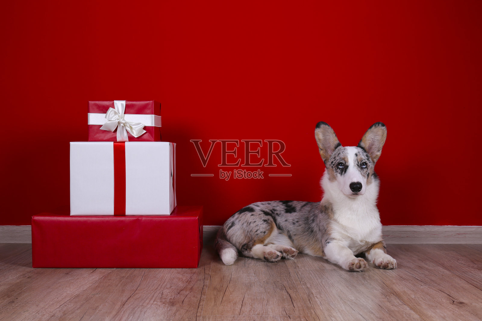 可爱的家养宠物在家,传统的寒假背景。照片摄影图片