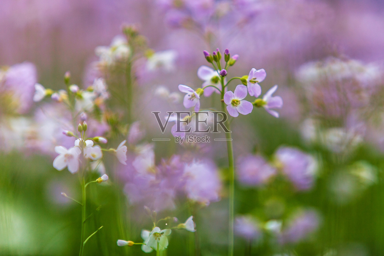 挪威的风景照片摄影图片
