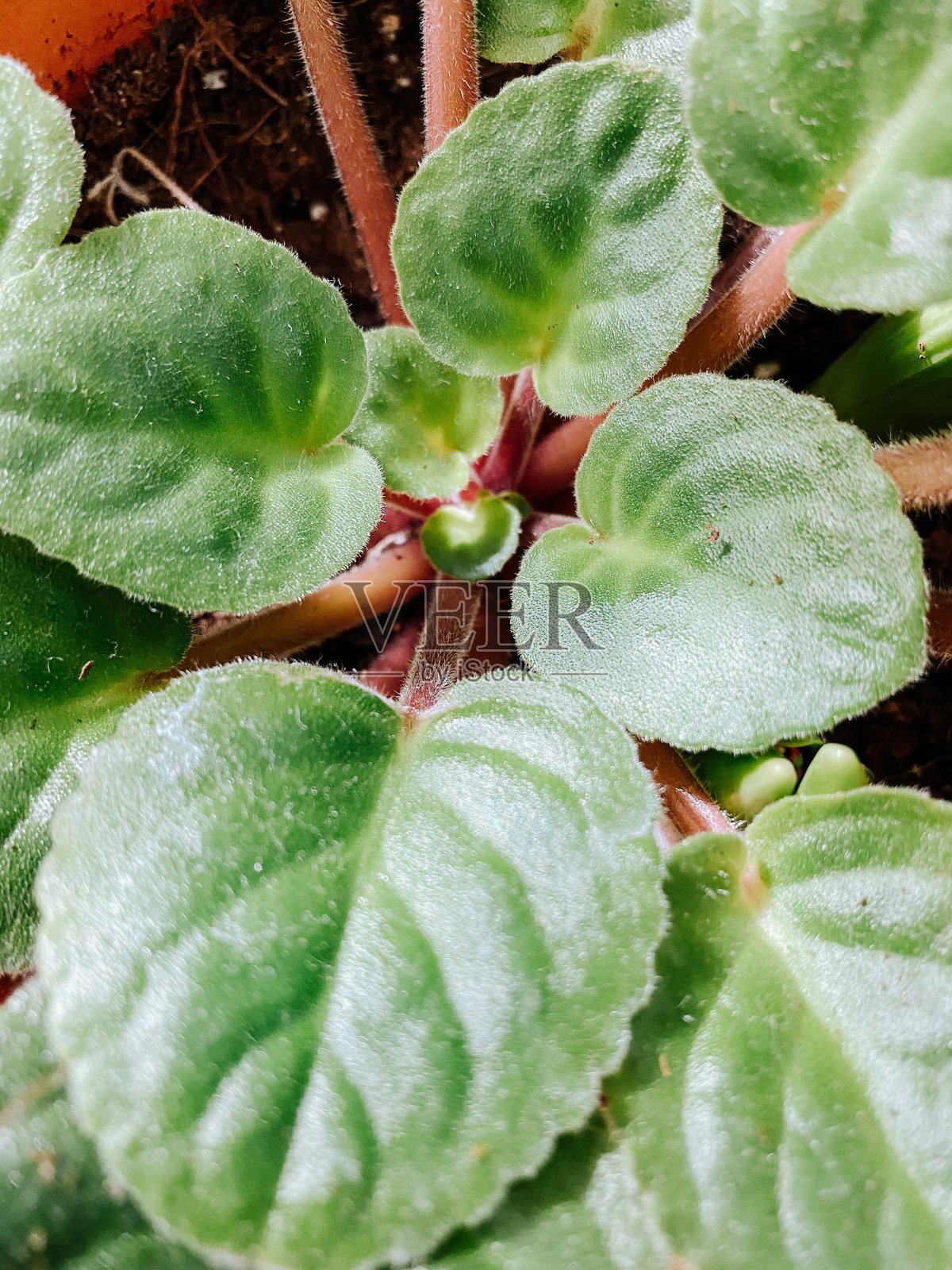 植物照片摄影图片