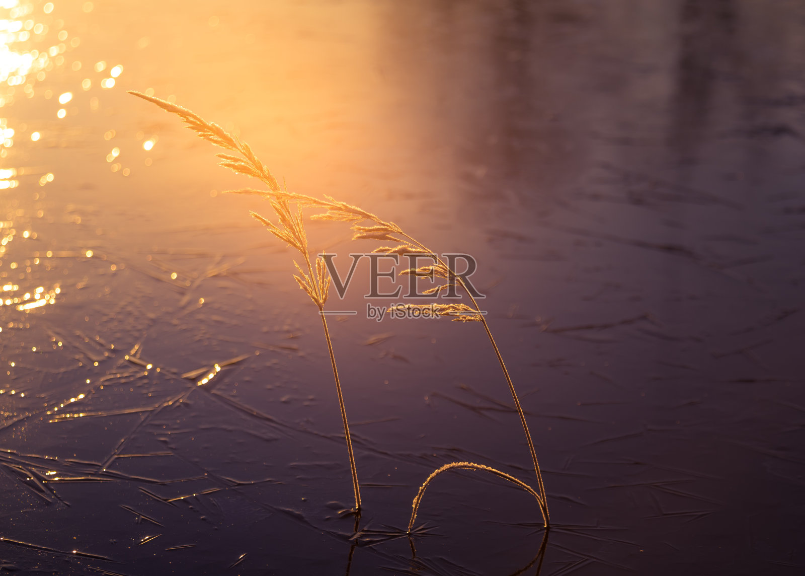 美丽的冬季景色用一些小植物冻结在池塘里。冰雪覆盖的植物。照片摄影图片