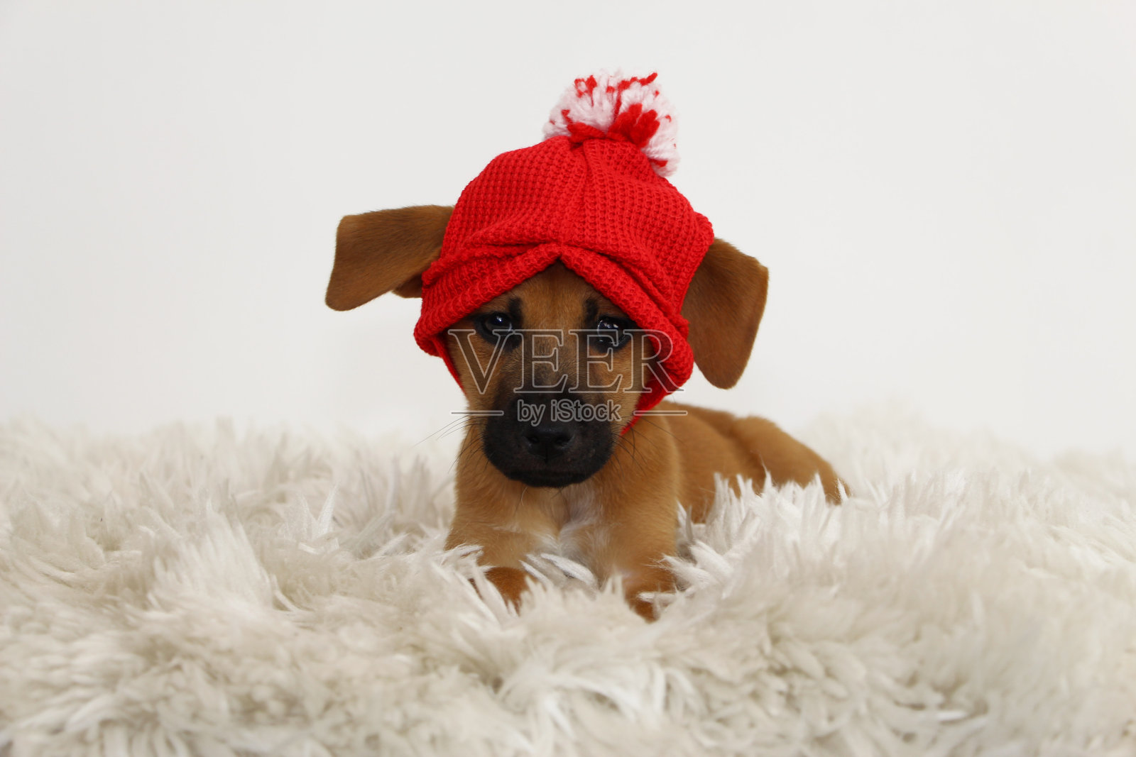 带着帽子的棕色小狗躺在地毯上照片摄影图片