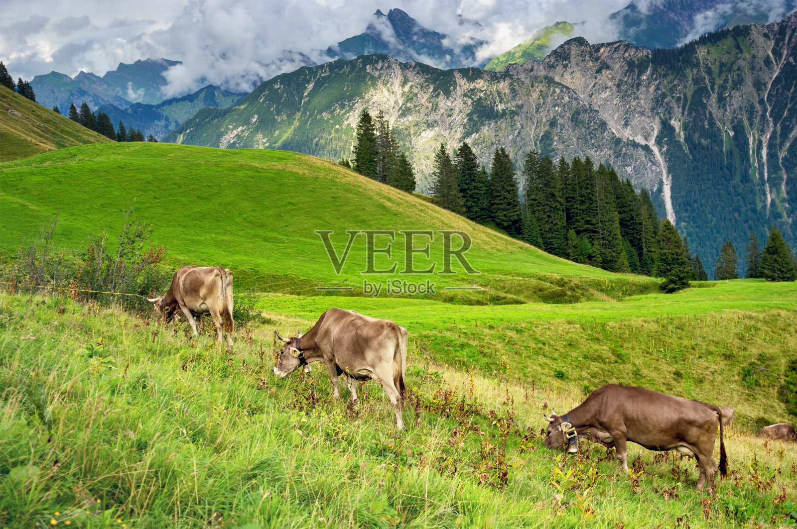 奶牛在阿尔卑斯山吃草,德国巴伐利亚照片摄影图片