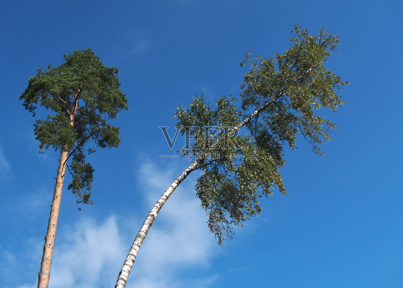 桦树和枞树形照片摄影图片