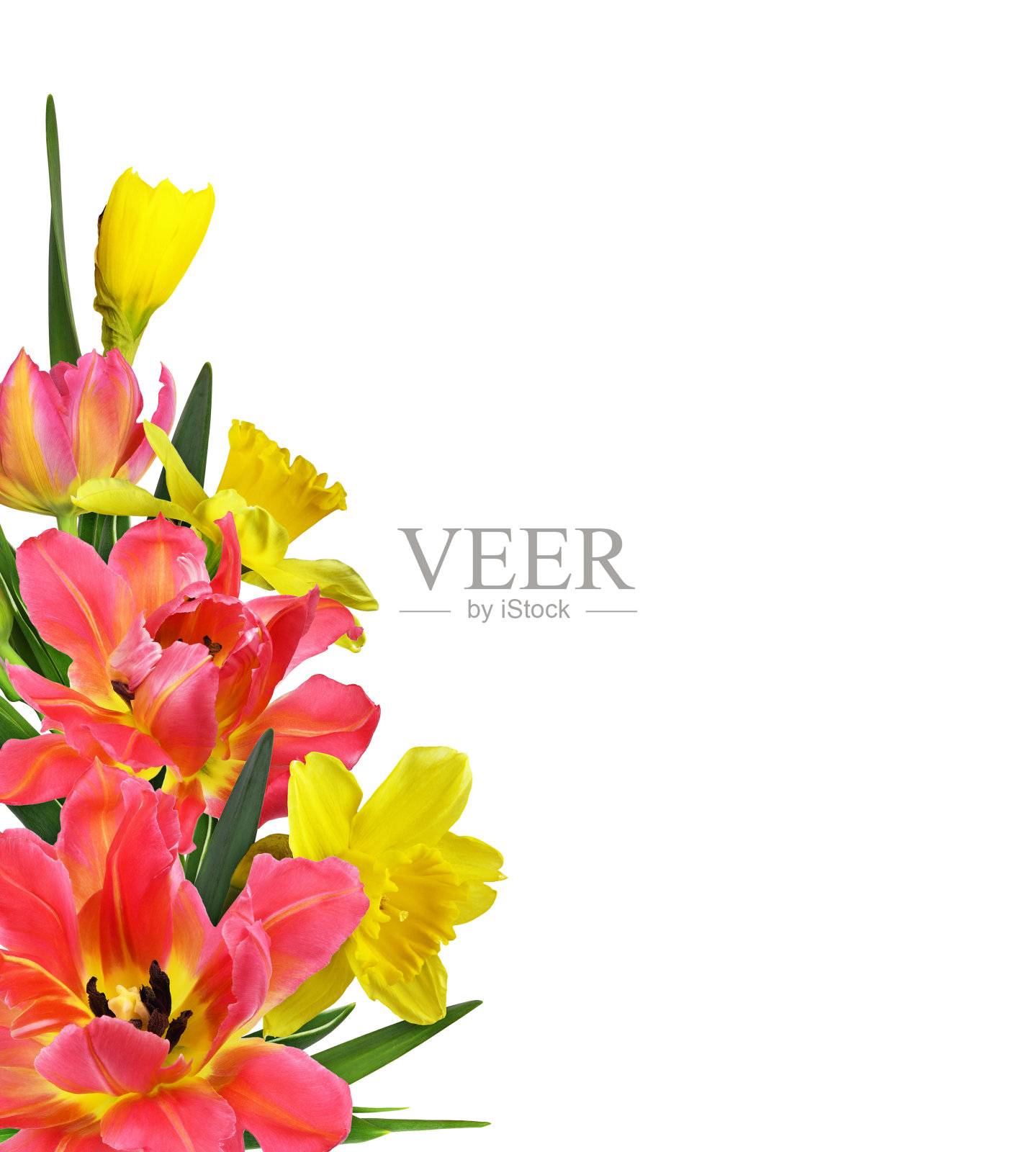 珊瑚郁金香和黄色水仙花在春天的角落里孤立地排列着白色照片摄影图片