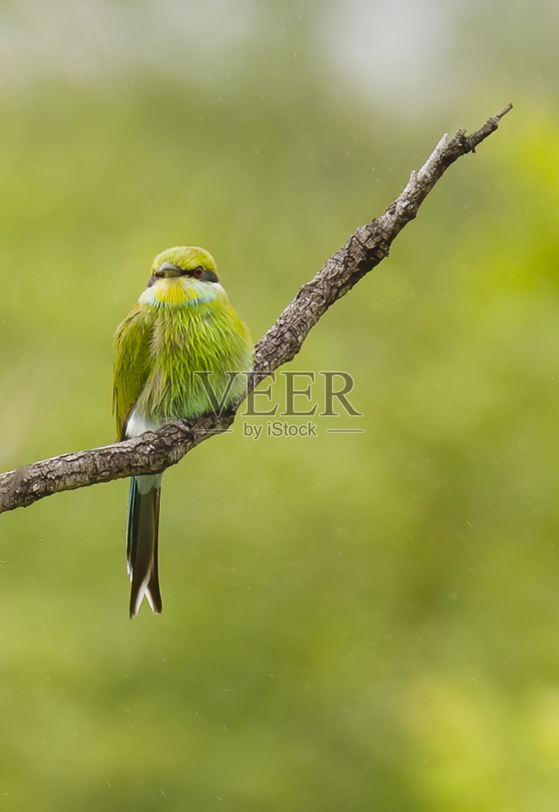 南非的鸟照片摄影图片