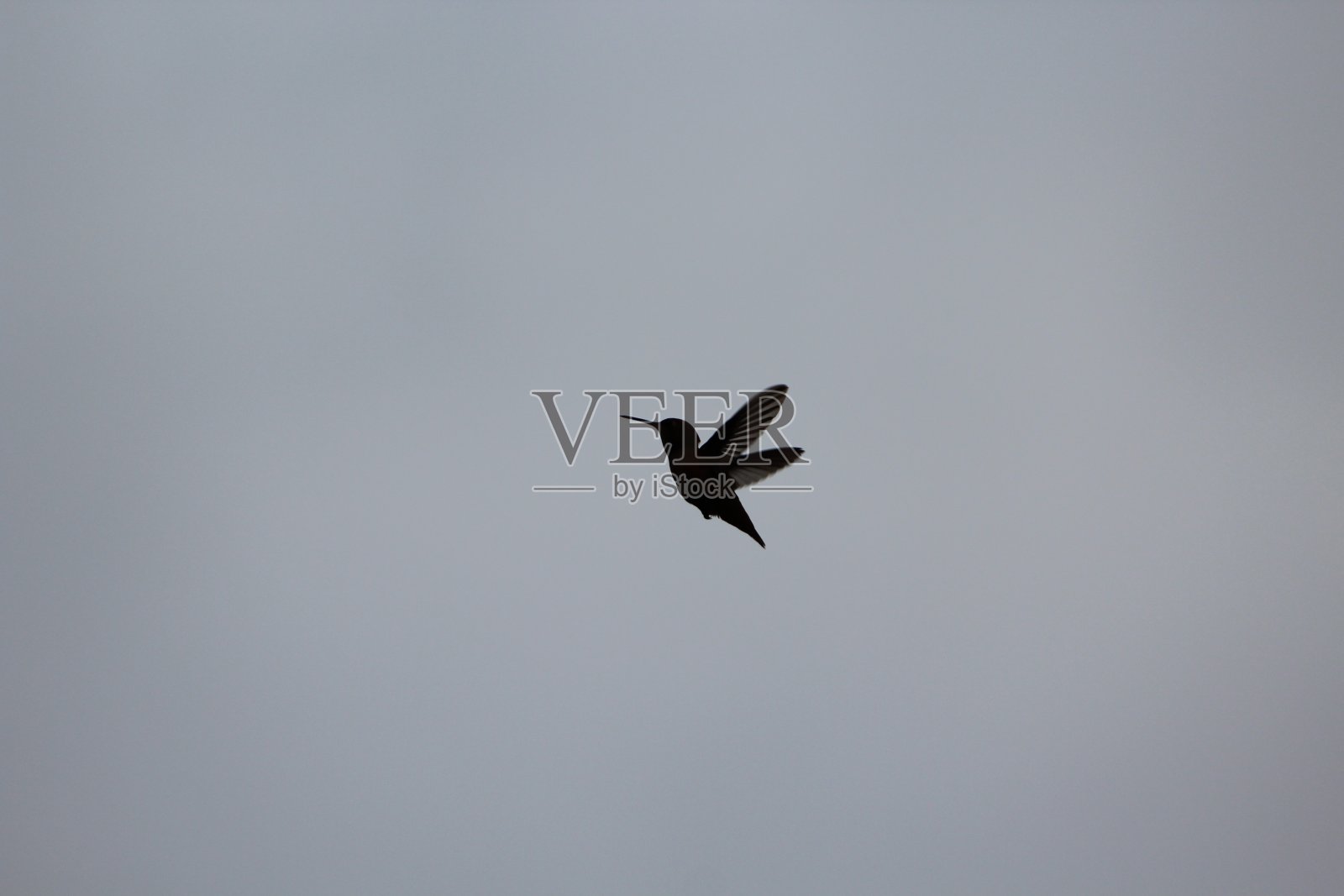 蜂鸟照片摄影图片