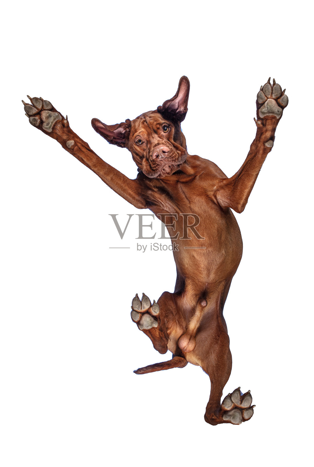 狗从上面往下看照片摄影图片