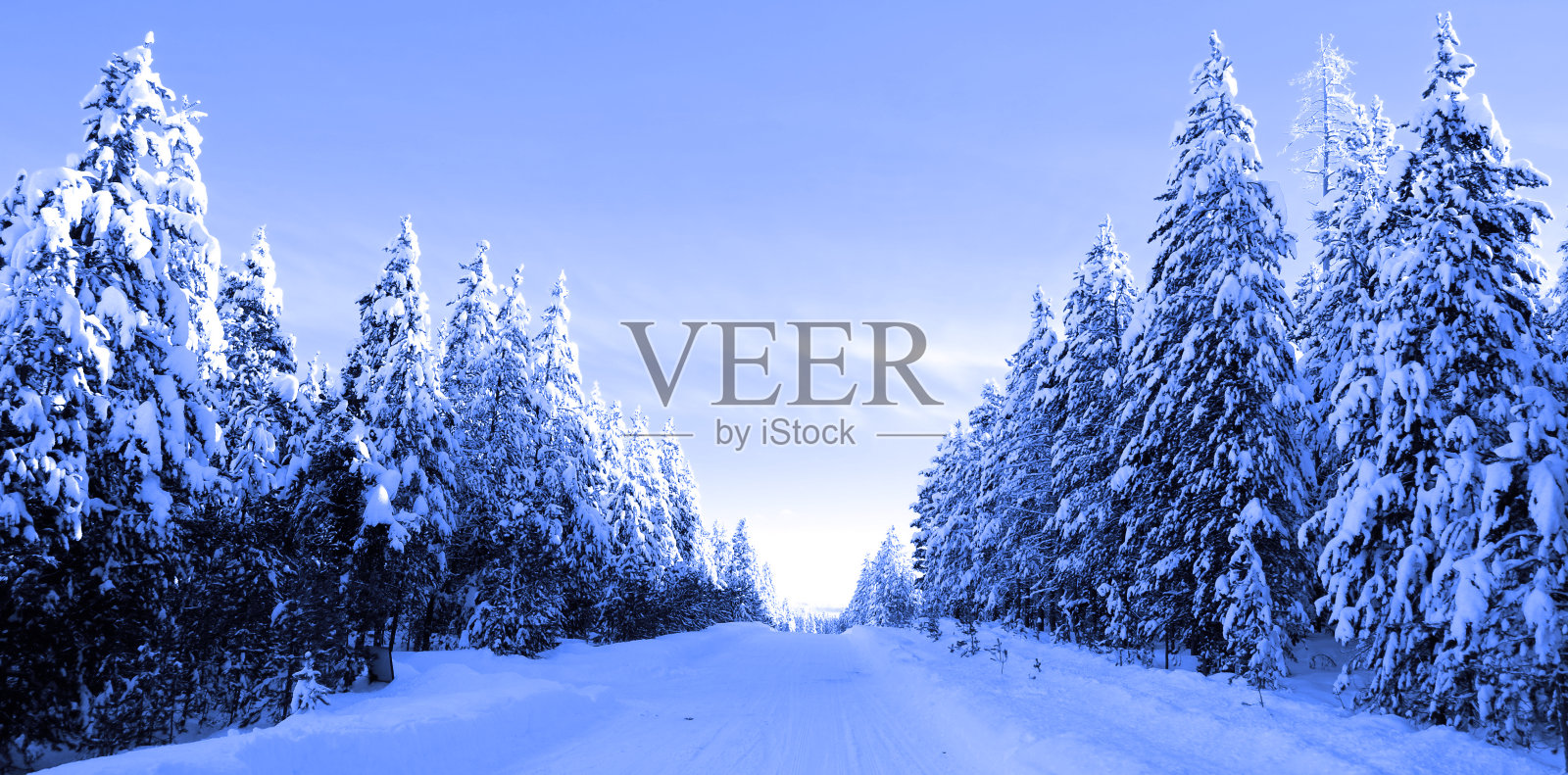 冬天的景色是白雪皑皑的森林松树,还有阳光和蓝天照片摄影图片