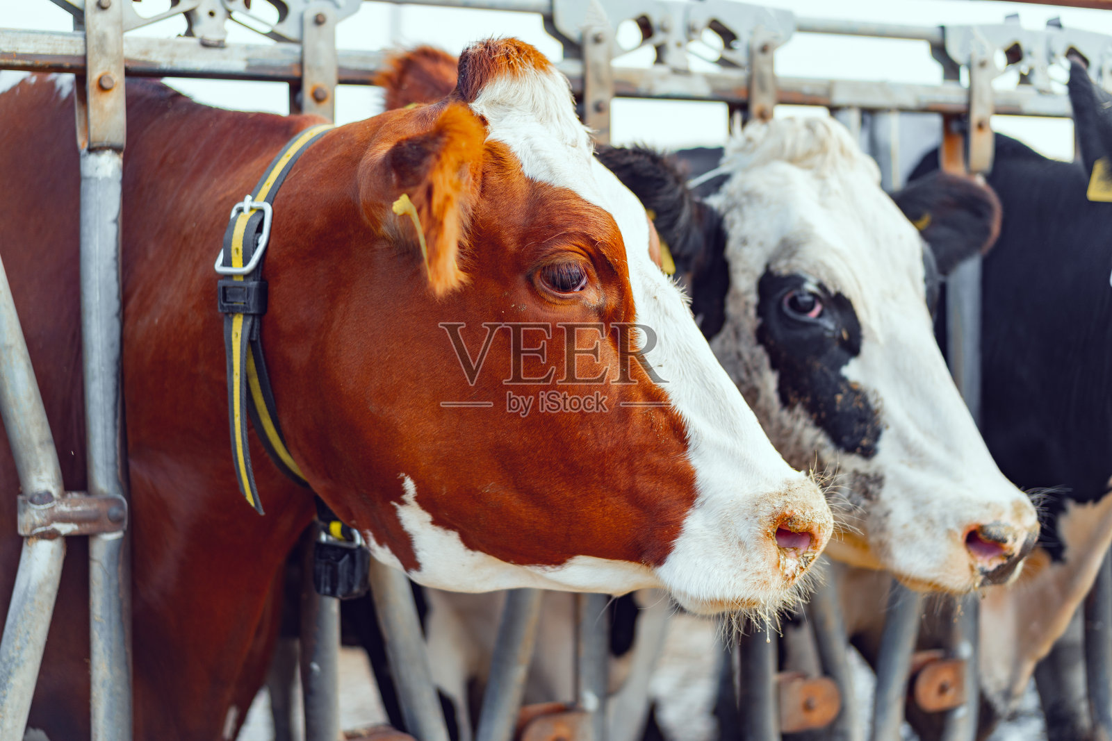 奶牛的近距离照片窥视牛棚篱笆照片摄影图片