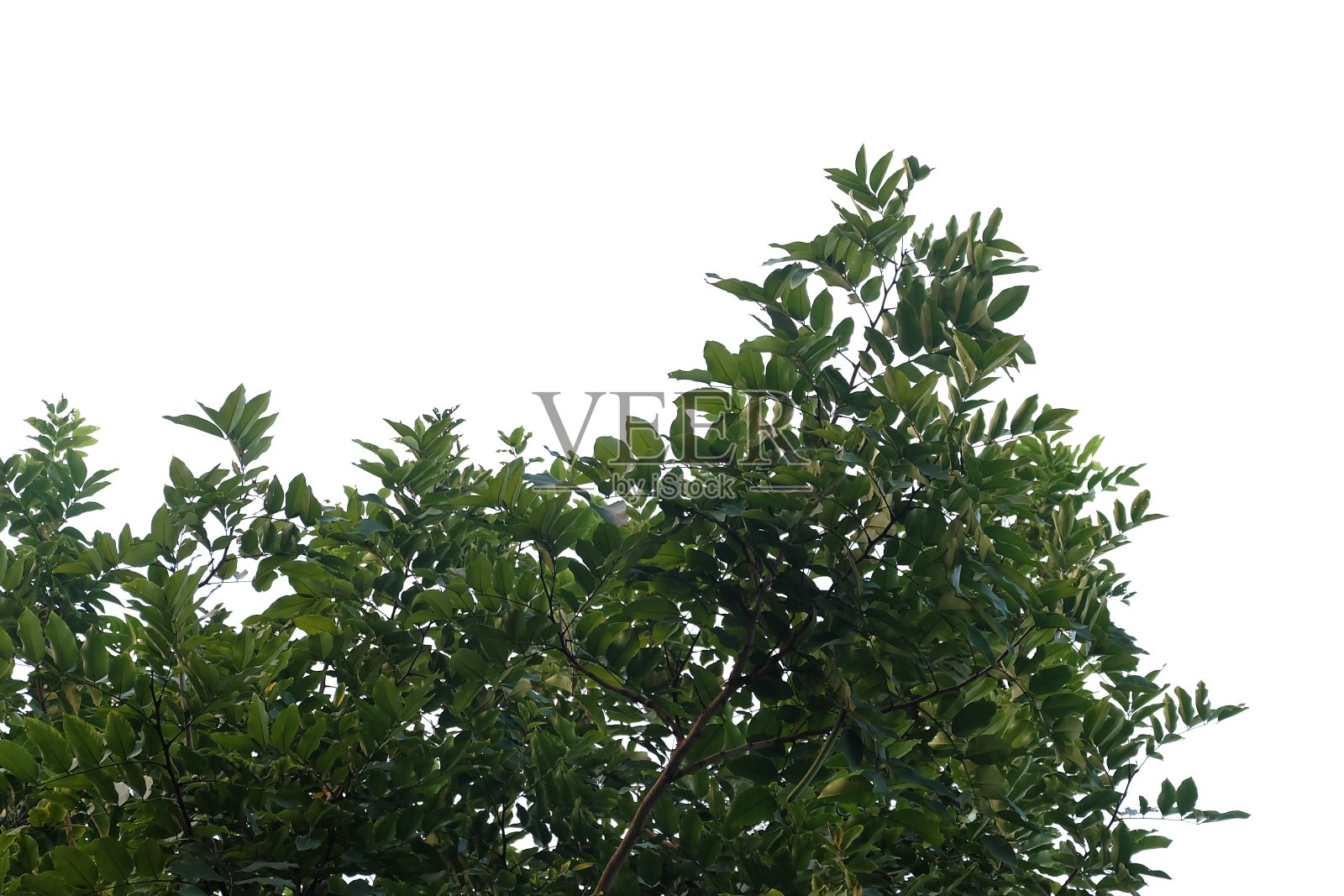 热带树叶与树枝在白色孤立的背景为绿色树叶背景和复制空间照片摄影图片