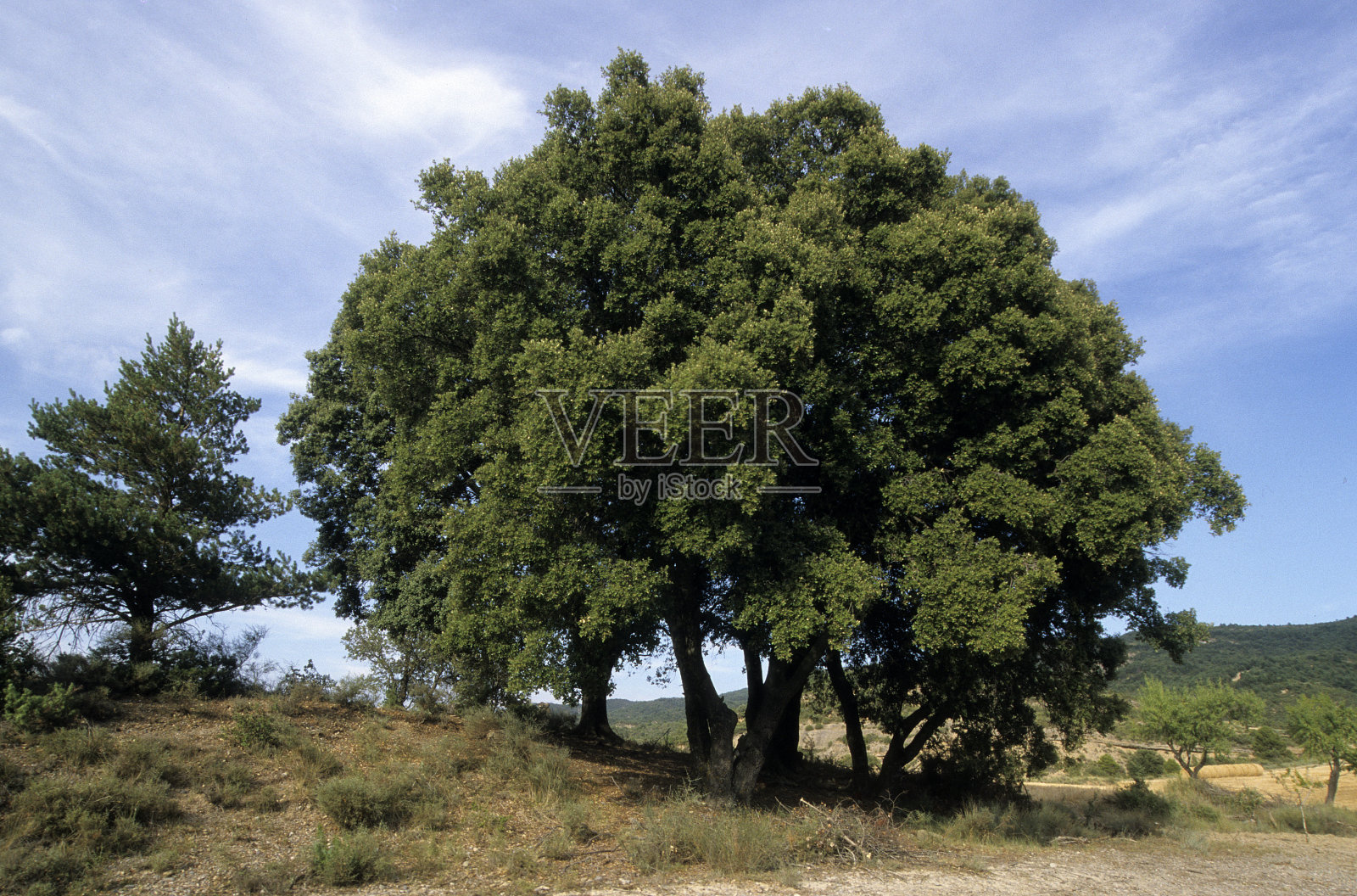 冬青栎照片摄影图片