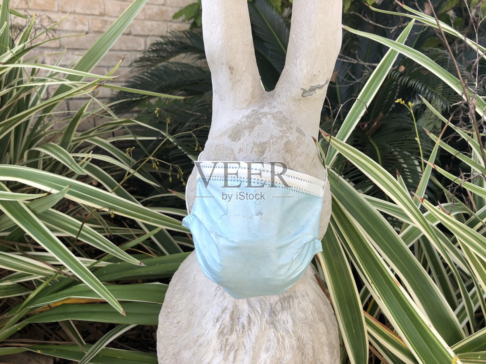 水泥花园装饰兔戴口罩以保护照片摄影图片