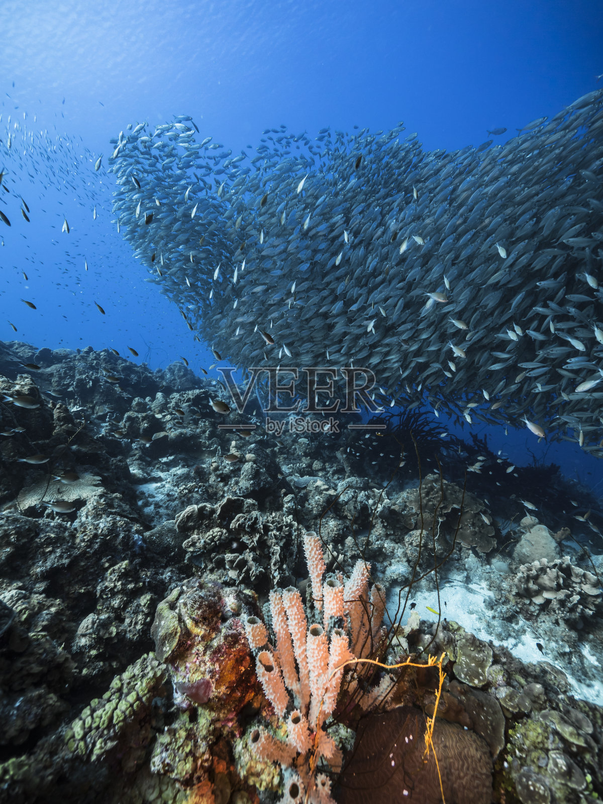 饵球/鱼群在加勒比海珊瑚礁的绿松石水/库拉索岛照片摄影图片