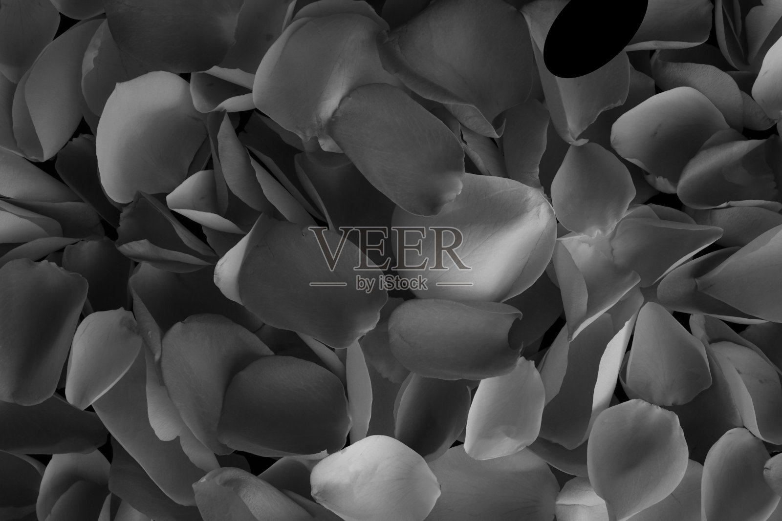 玫瑰花瓣玫瑰灌木花与他们五颜六色的纹理和图案,使一个彩色的背景细节和花瓣的形成照片摄影图片