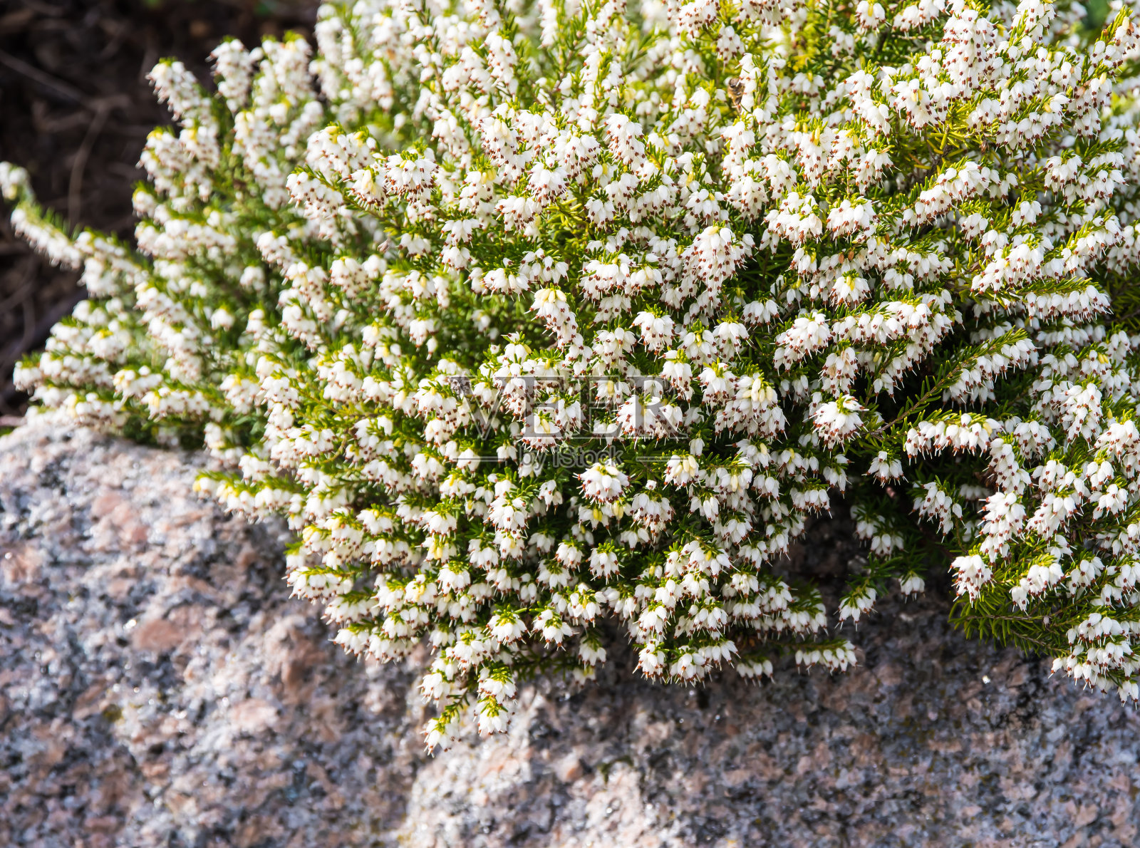 白花盛开的冬天,埃里卡在一块红灰色的花岗岩上照片摄影图片