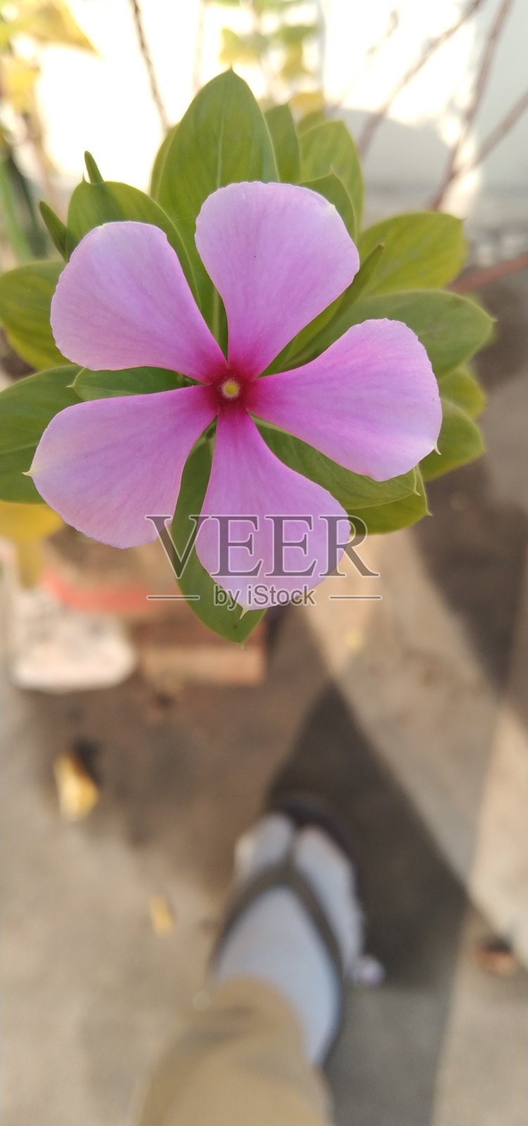 粉红色的花朵照片摄影图片