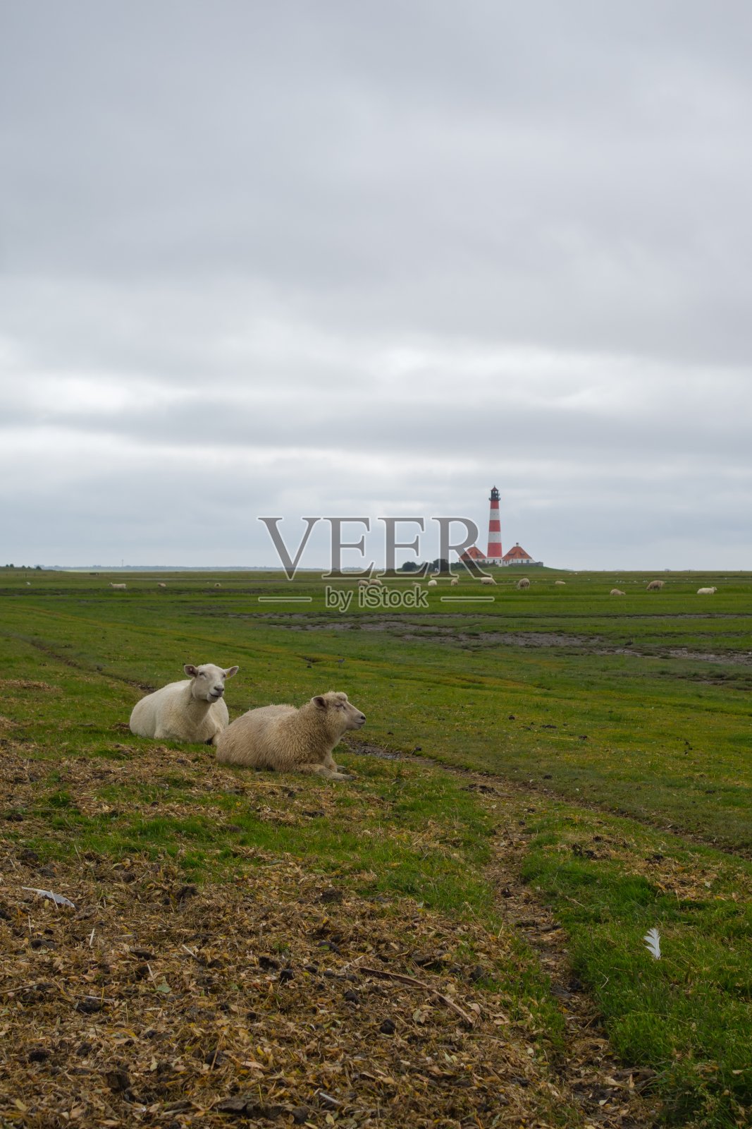 灯塔前的羊群照片摄影图片