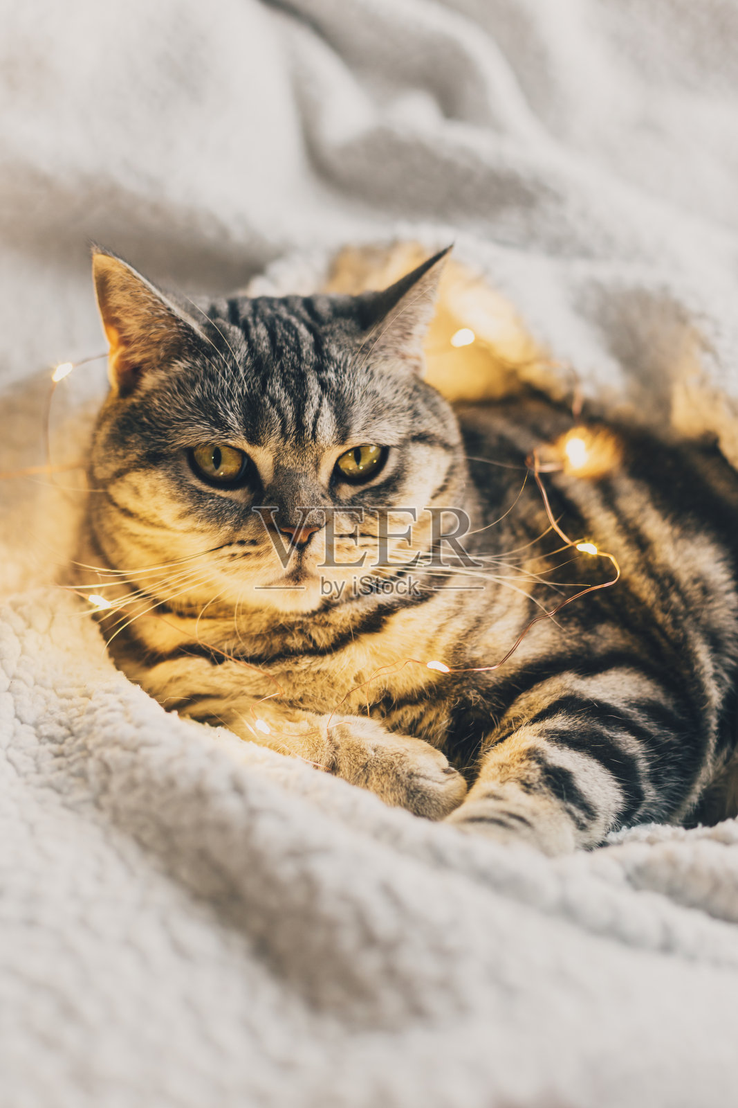 有趣的猫(苏格兰直发品种),躺在白色的毯子上闪闪发光。照片摄影图片