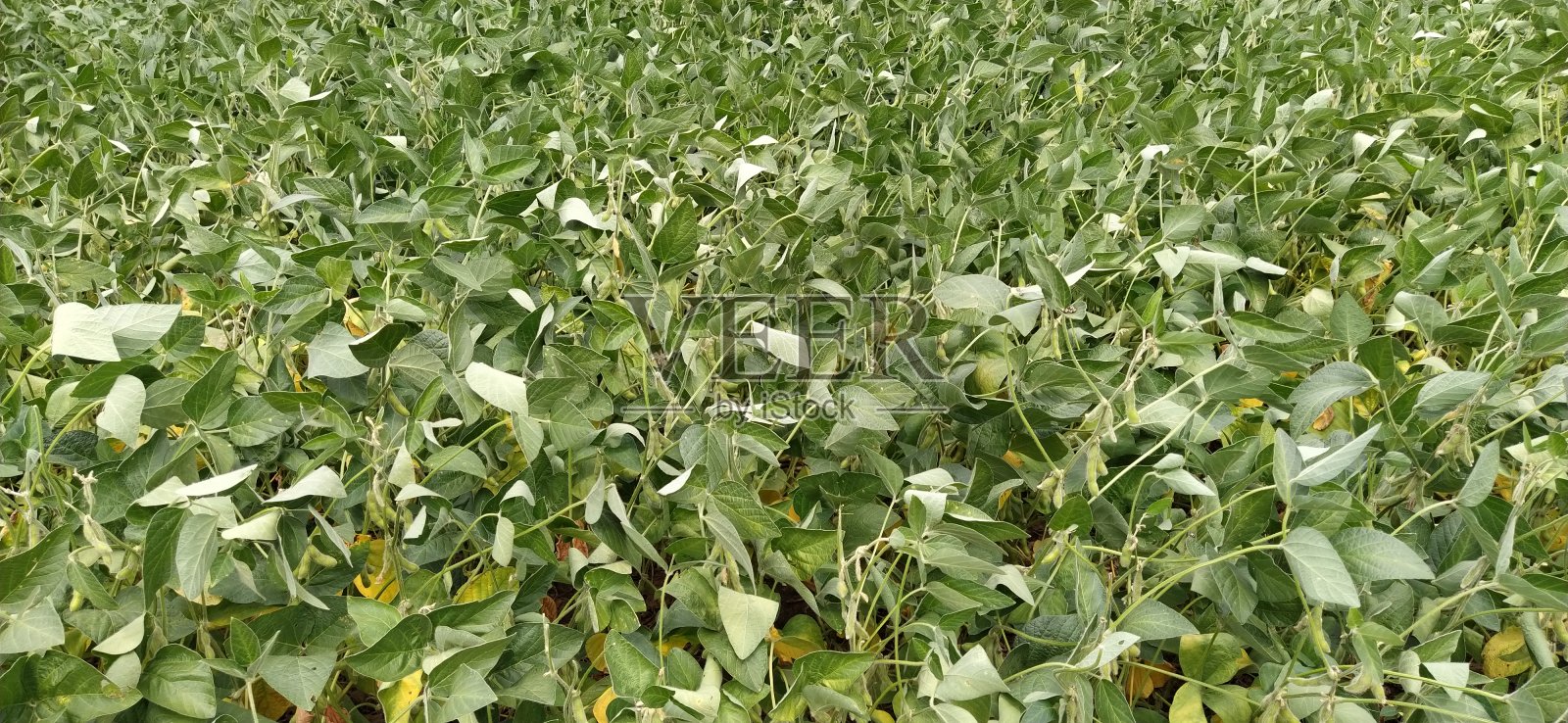 大豆。大豆栽培甘氨酸,一年生草本植物,豆科大豆甘氨酸属的一种照片摄影图片