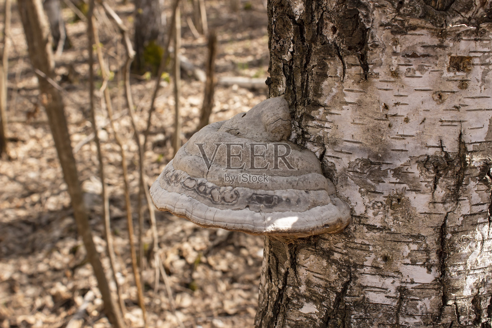 森林里白桦树上生长的大型树木照片摄影图片