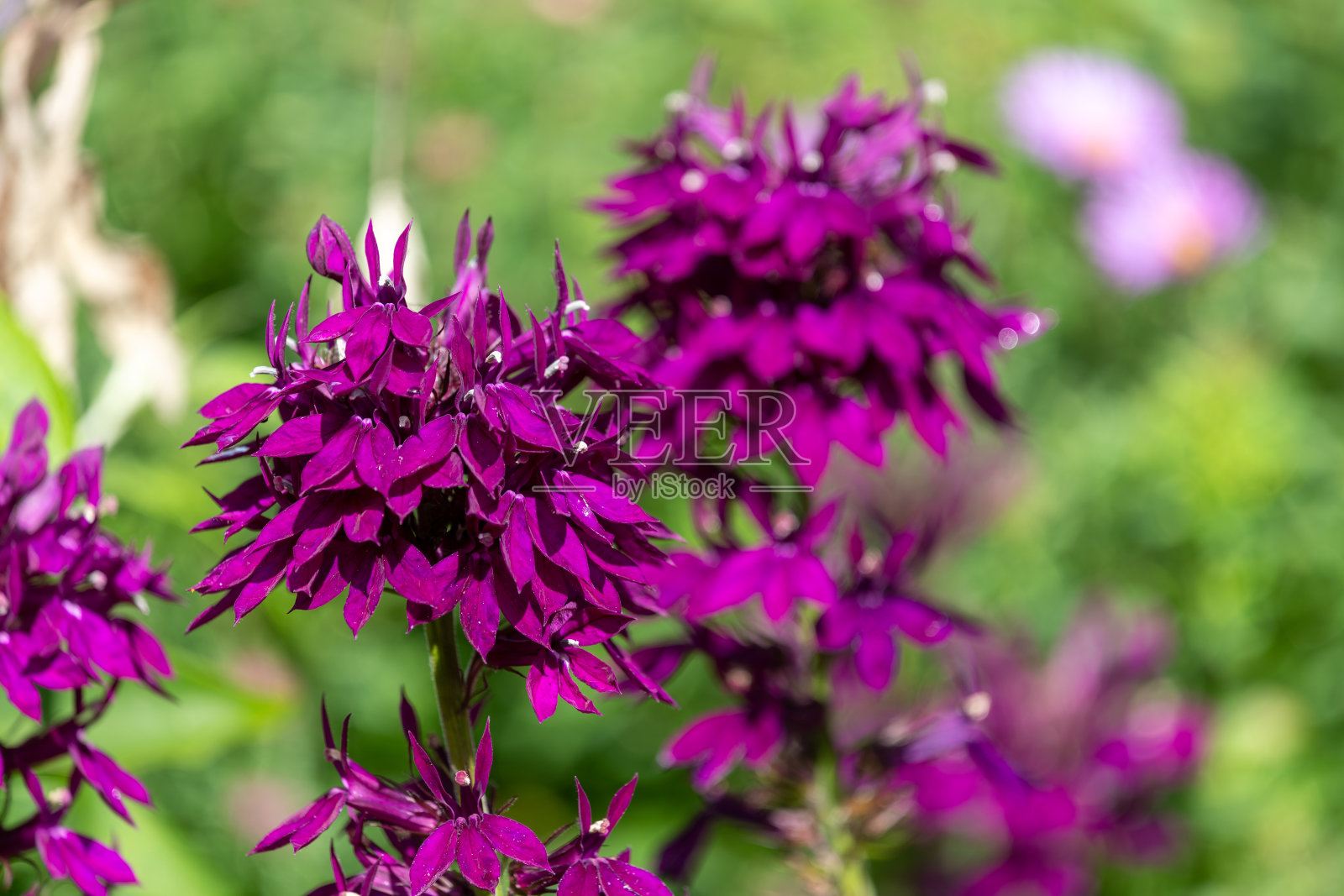 红衣主教花(半边莲)照片摄影图片