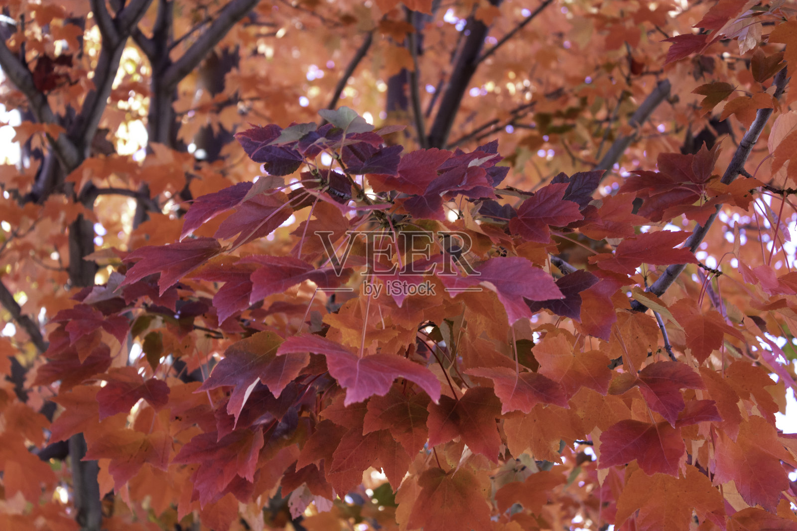 洋红色和红色的枫叶照片摄影图片