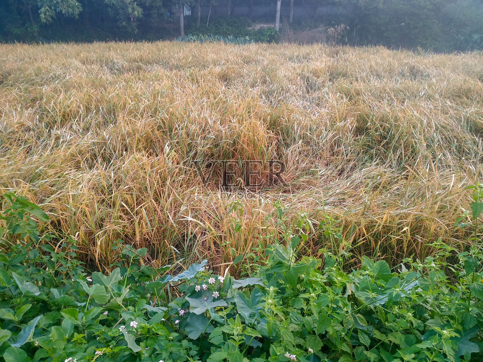 收割期间的稻田,景观拍摄照片摄影图片