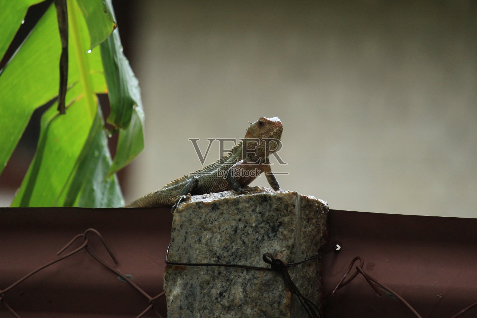 早晨,一只蜥蜴坐在公园的石头上。下雨天坐在石头上的蜥蜴照片摄影图片