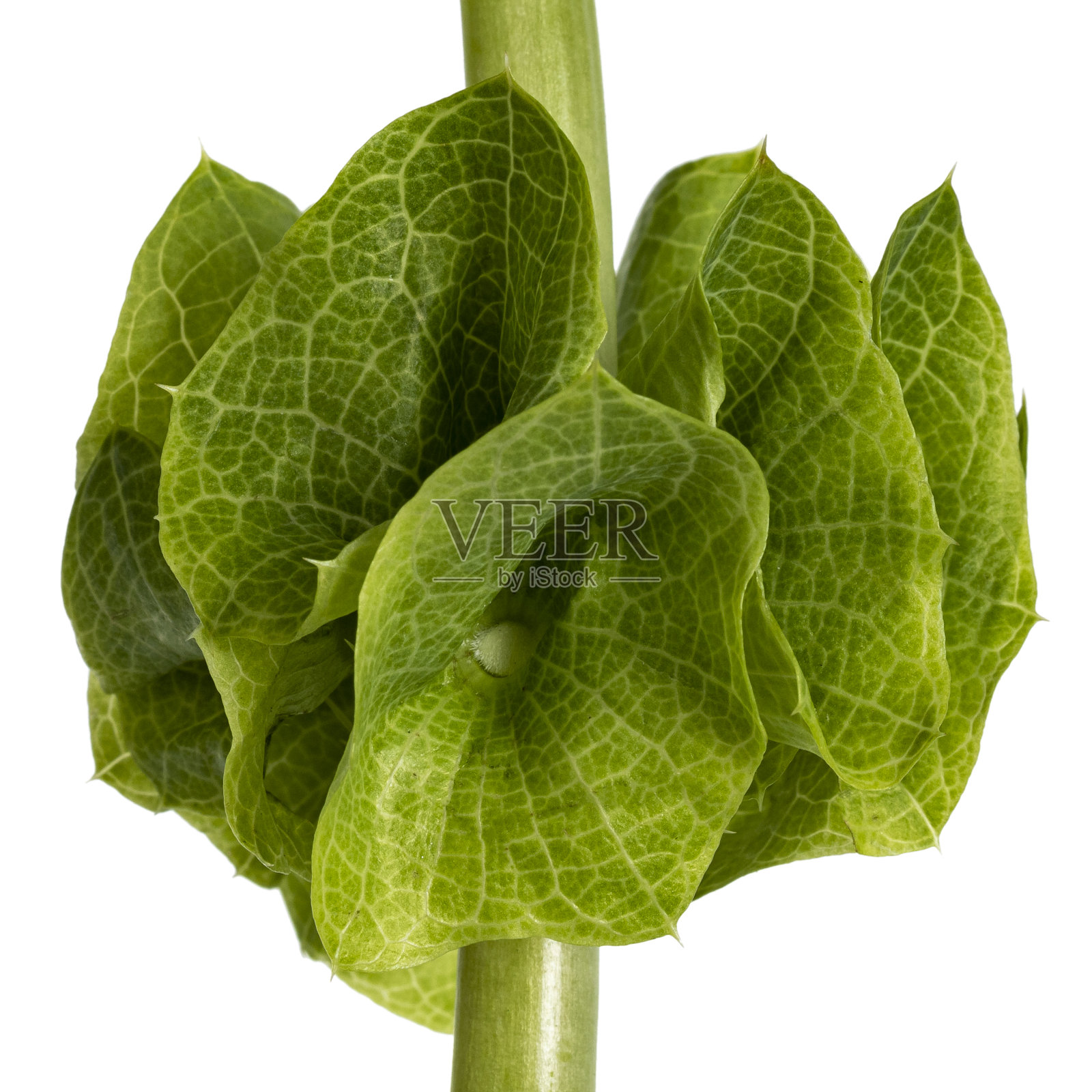 白色的贝壳花照片摄影图片