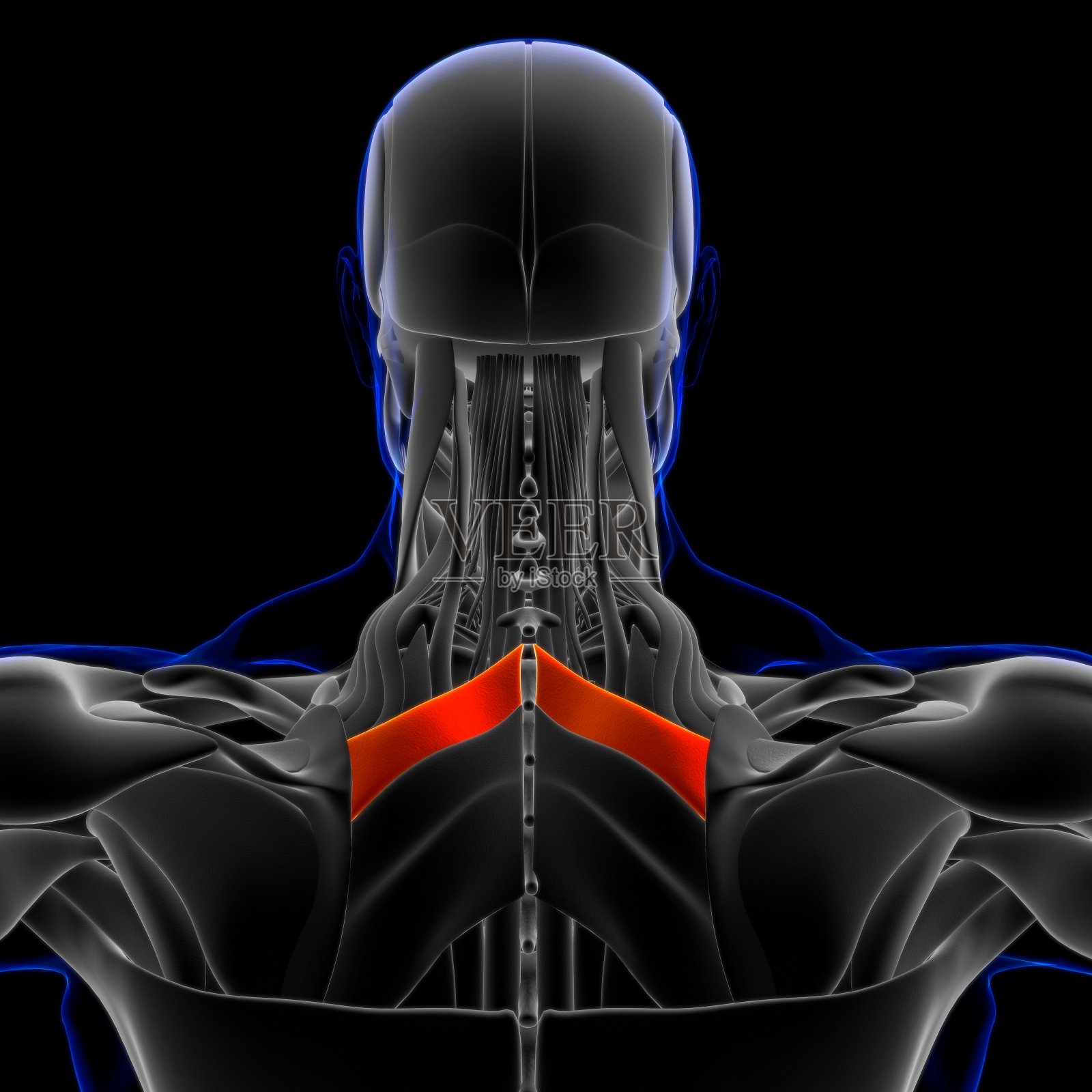 菱形小肌肉解剖医学概念3D插图照片摄影图片