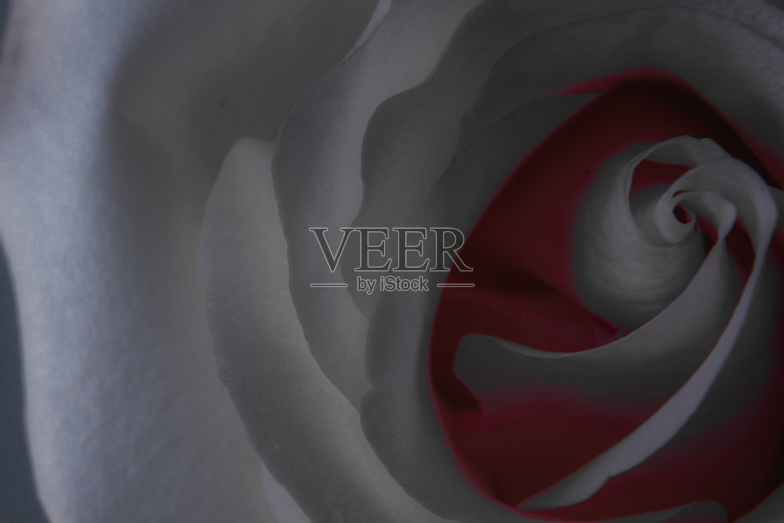 近距离看淡粉色的玫瑰。顶视图宏。照片摄影图片