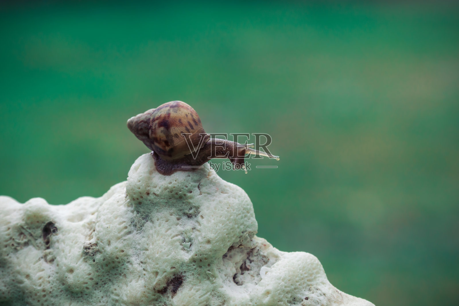 珊瑚礁上的蜗牛照片摄影图片