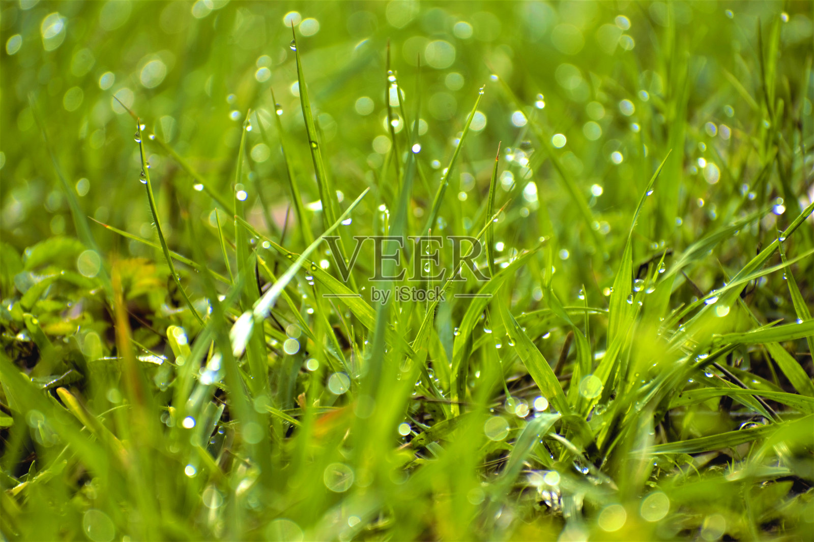 草地上的晨露照片摄影图片