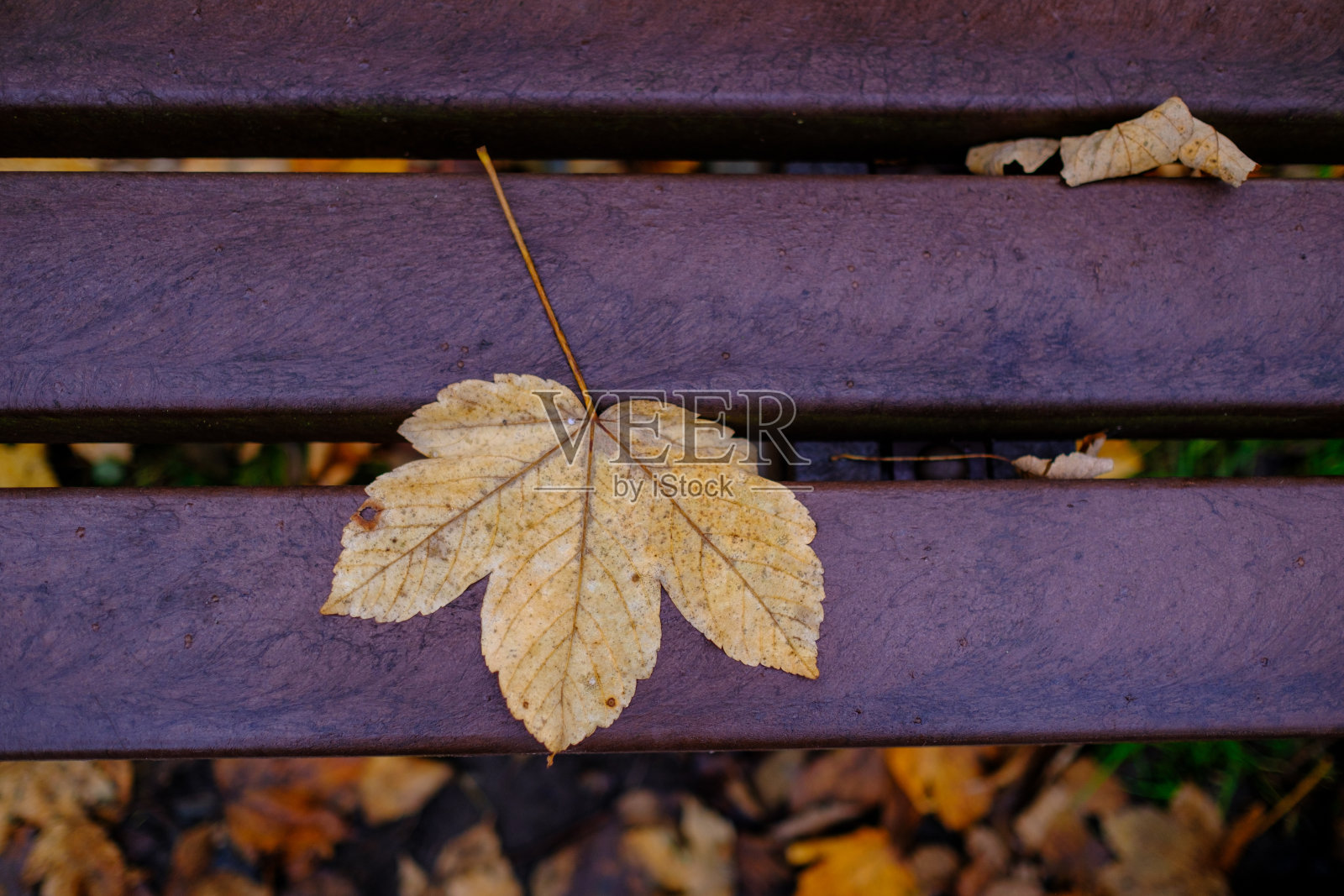 秋天,黄色的枫叶躺在公园的长凳上照片摄影图片