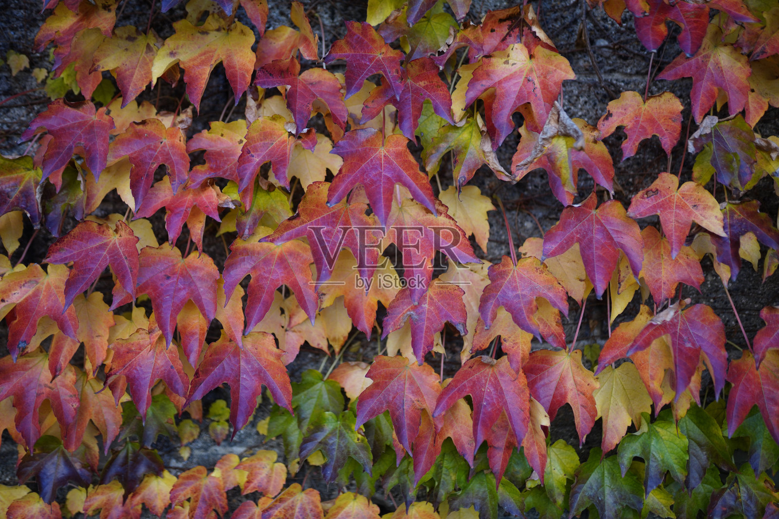 秋天的叶子黄色的叶子黄色的叶子橙色的叶子五颜六色照片摄影图片