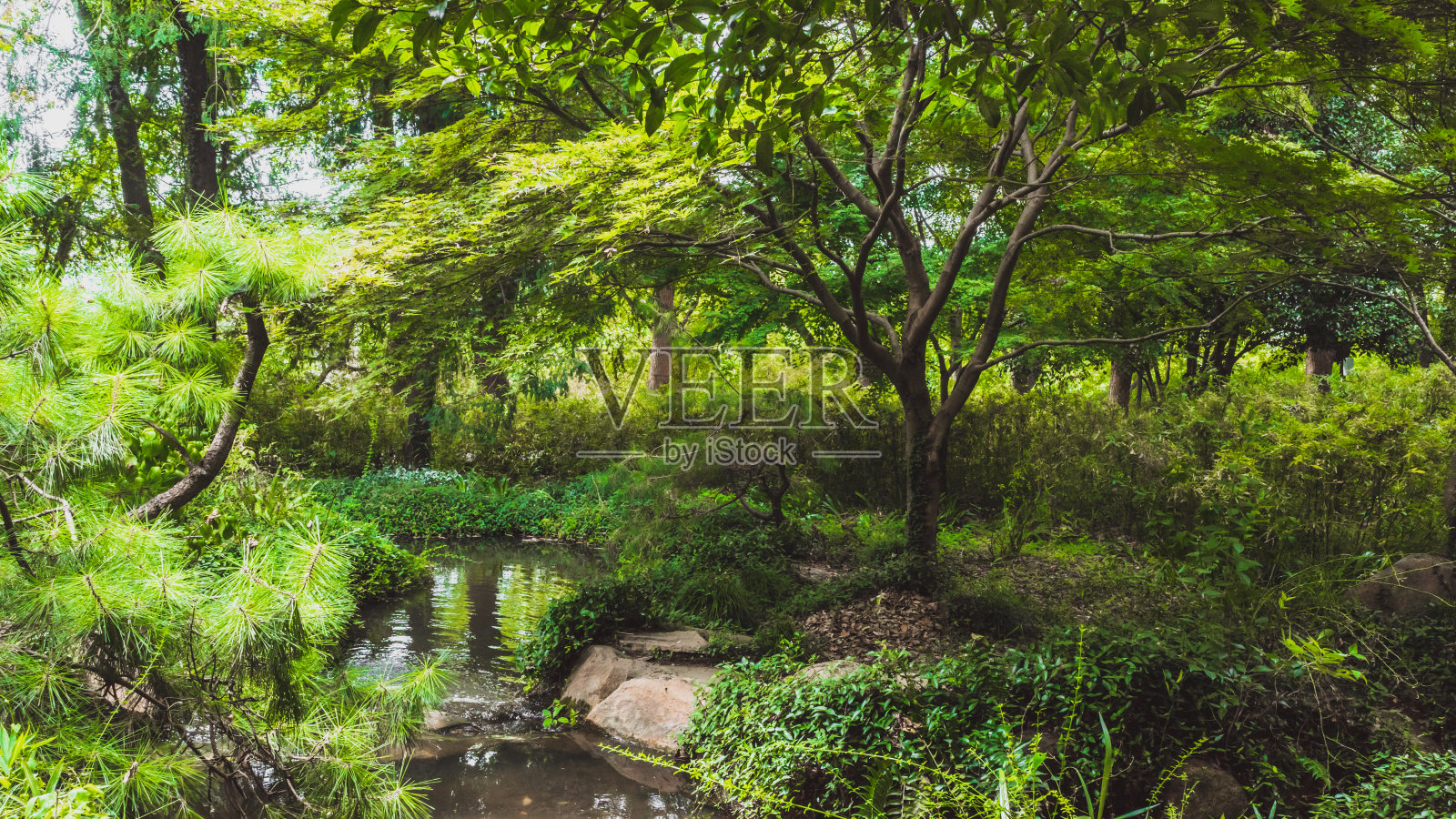 中国江苏苏州虎丘虎丘森林中的小溪照片摄影图片