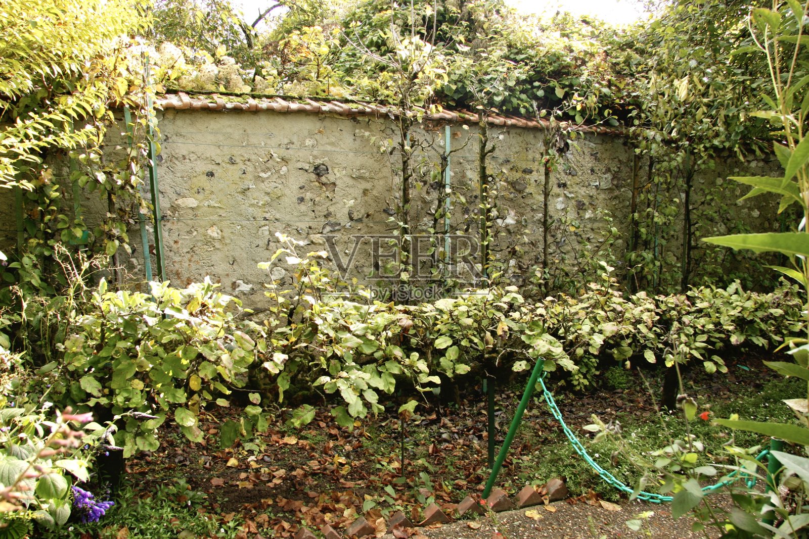 吉凡尼花园照片摄影图片