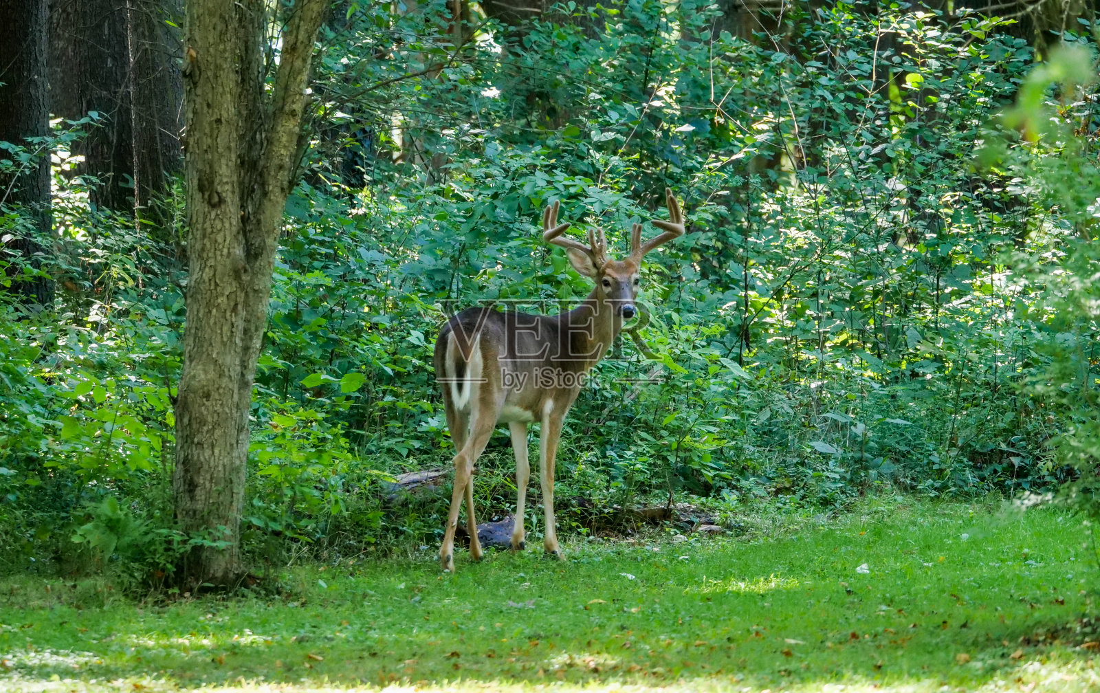 俄亥俄州奥克伍德村院子里的白尾雄鹿。鹿,克利夫兰。鹿角的天鹅绒照片摄影图片