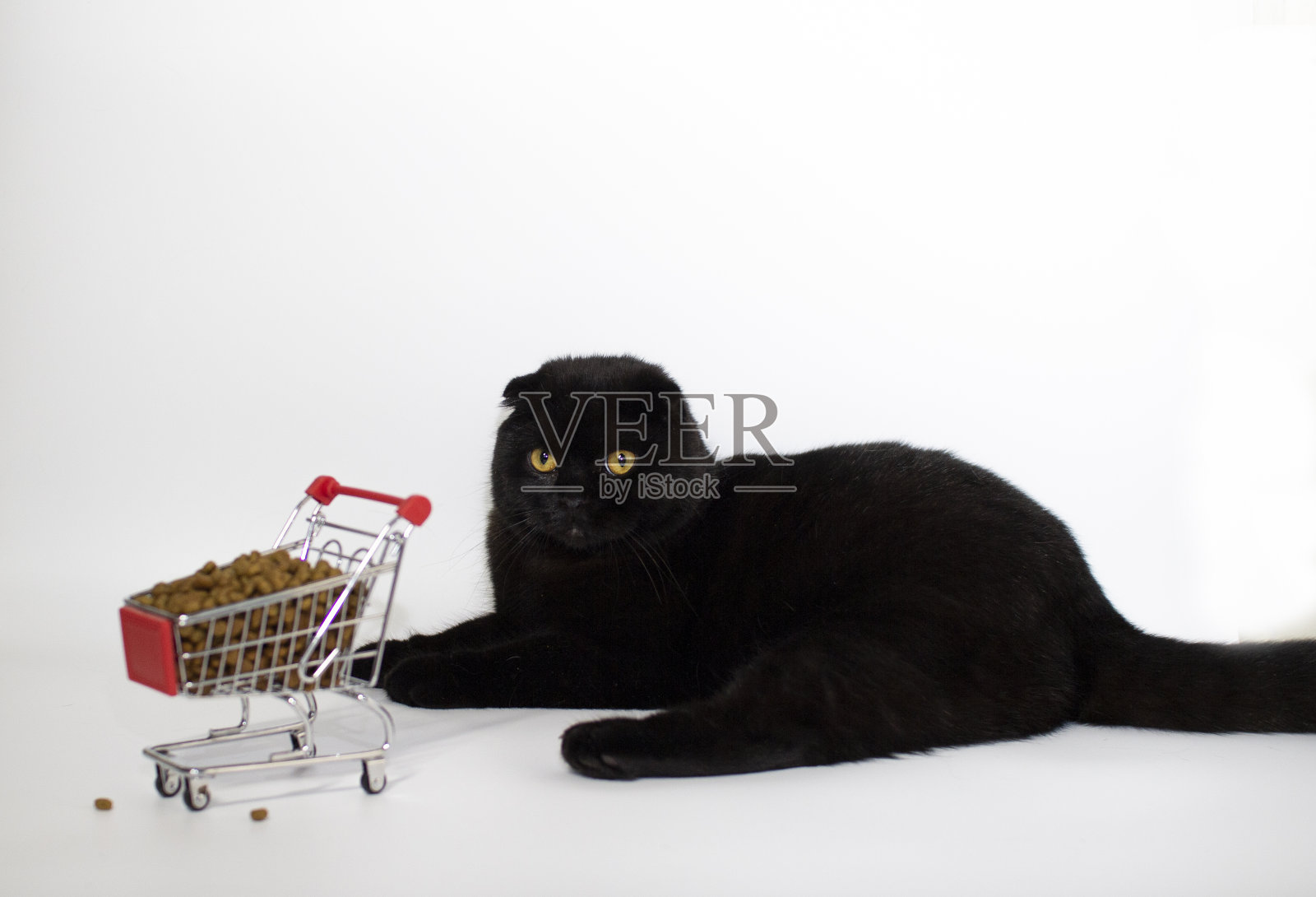 一只黄眼睛的黑猫坐在一个装满猫粮的购物篮旁。照片摄影图片