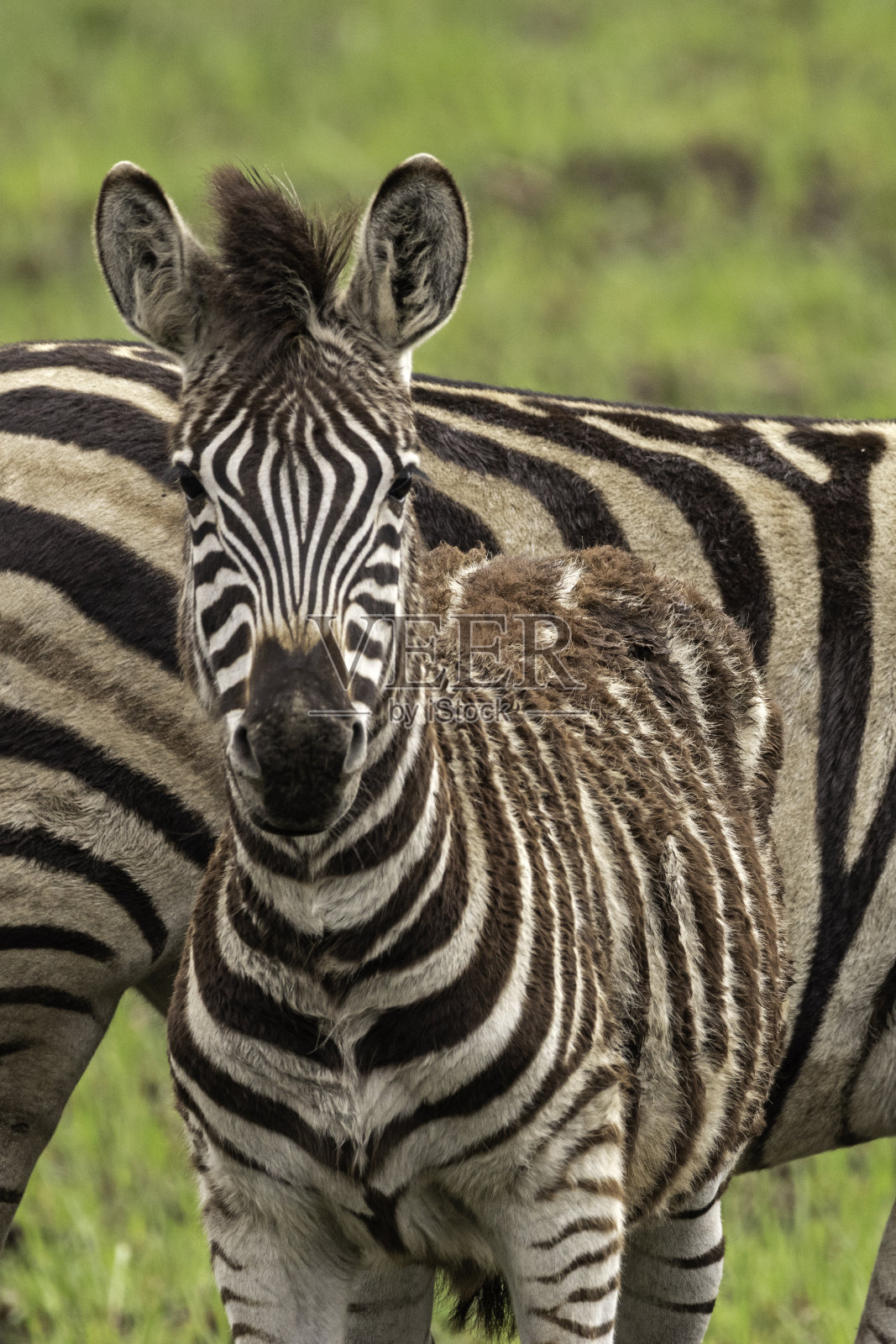 金门斑马照片摄影图片