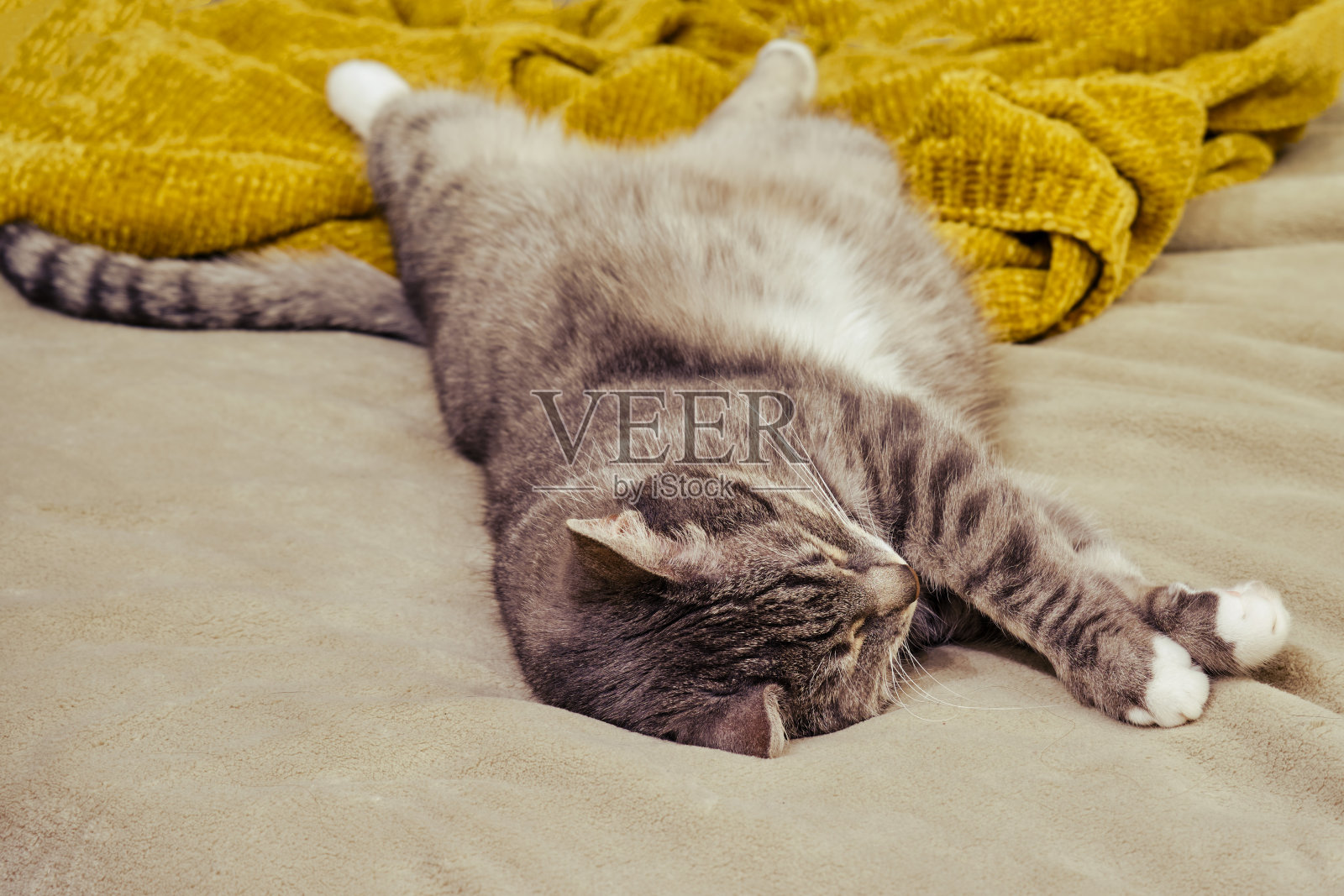 长宠物伸开四肢躺在家里的沙发上,特写猫照片摄影图片