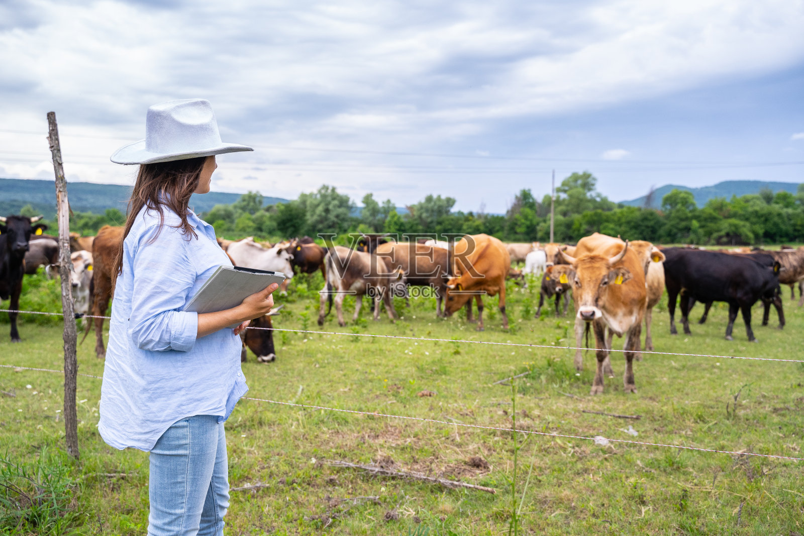 现代农场的日记。牲畜的牧场。奶牛。一个农民在牧场上检查牛群的肖像。照片摄影图片
