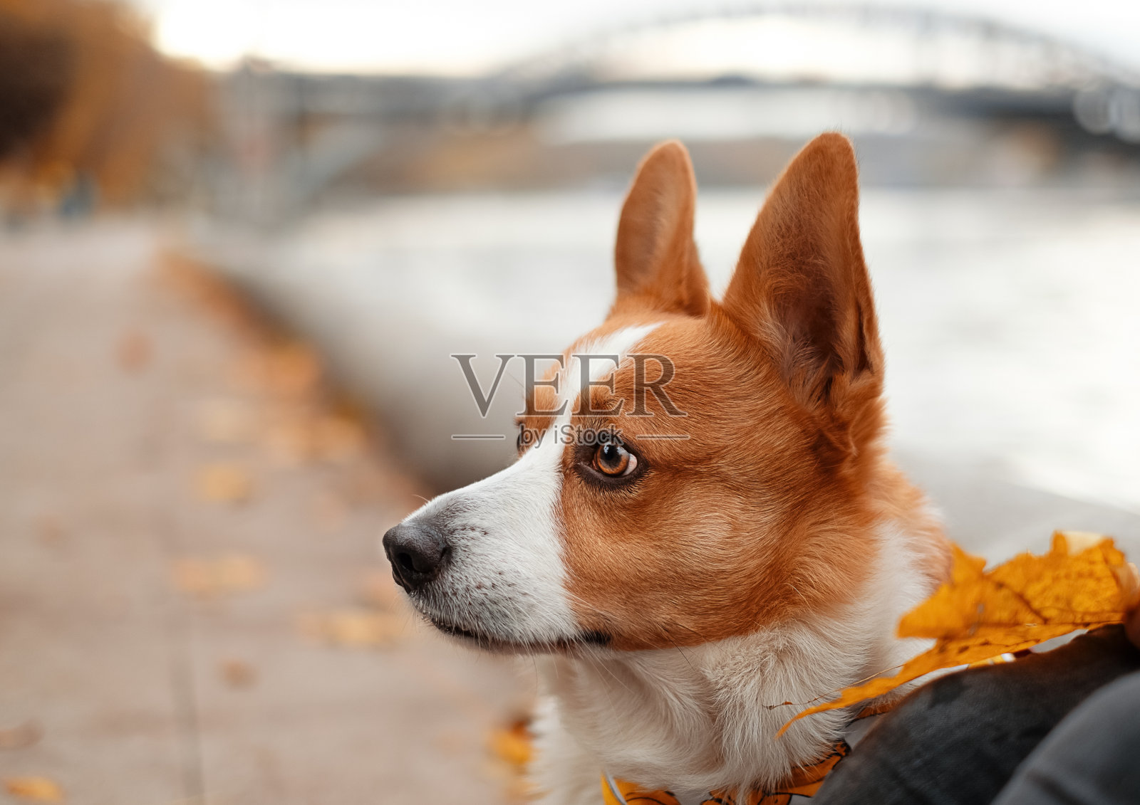 一个红白的彭布罗克威尔士柯基特写肖像照片摄影图片