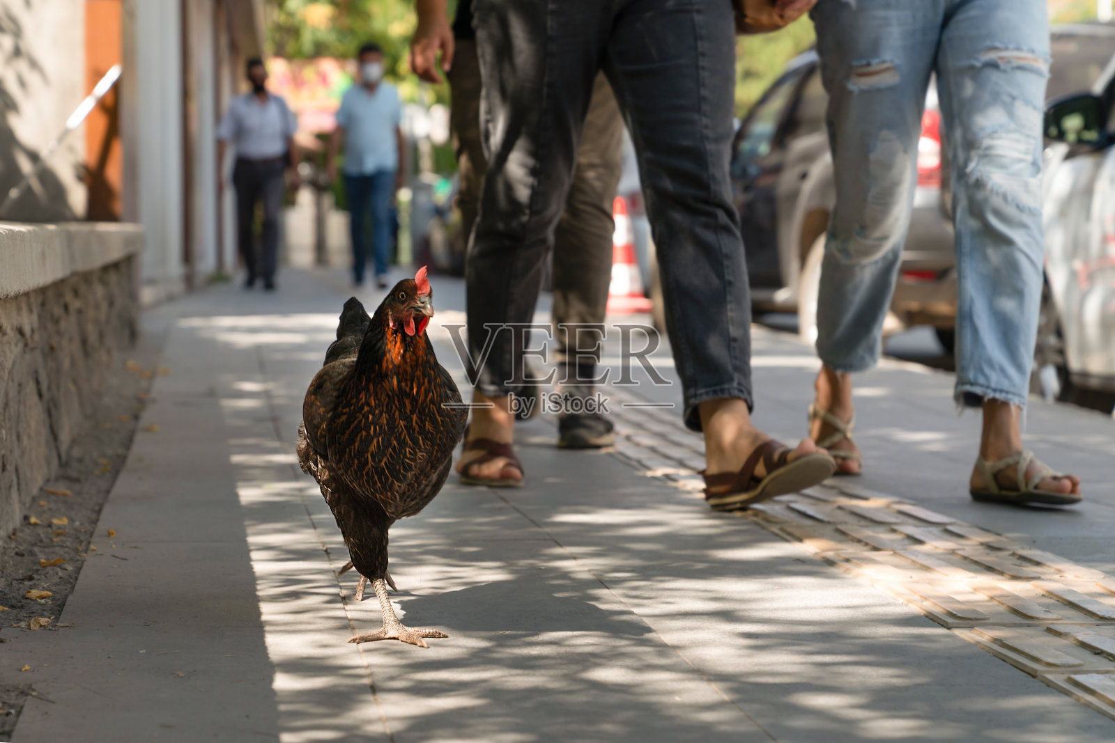 有趣的放养鸡漫步在大街上的人群中照片摄影图片