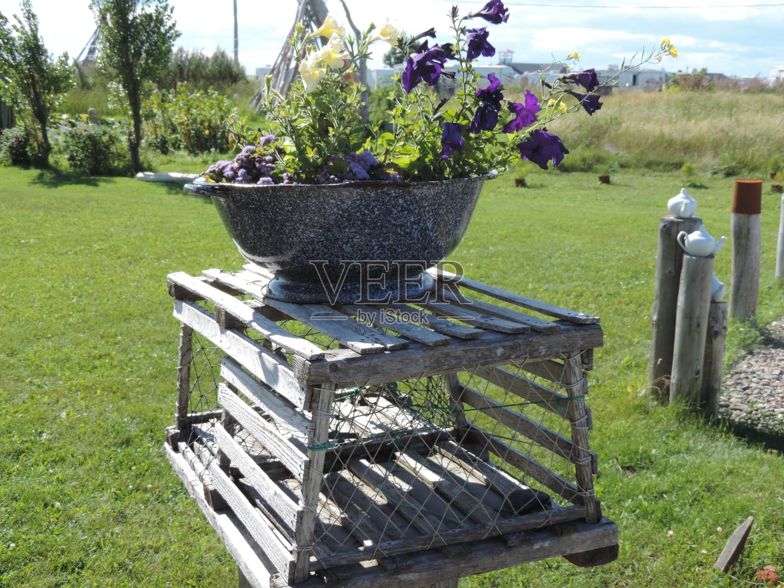 奇迹的Gaspesia照片摄影图片