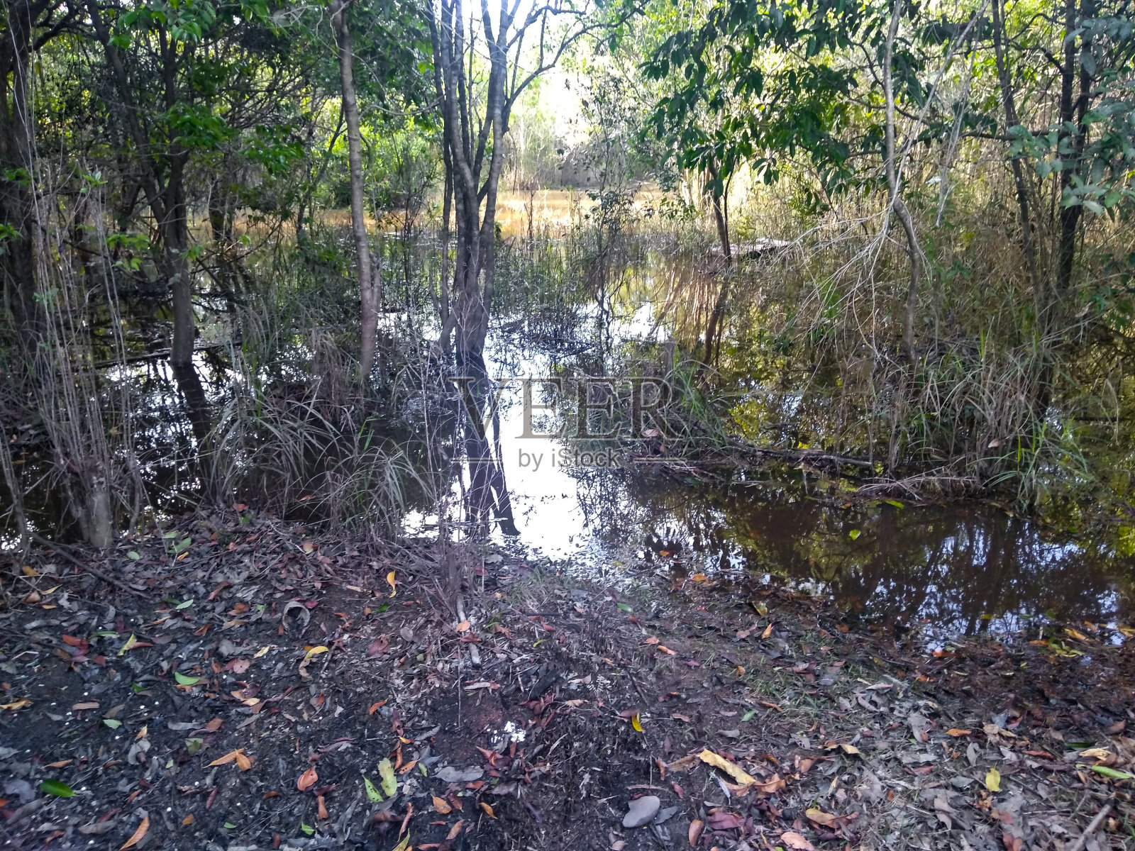 沼泽森林2照片摄影图片