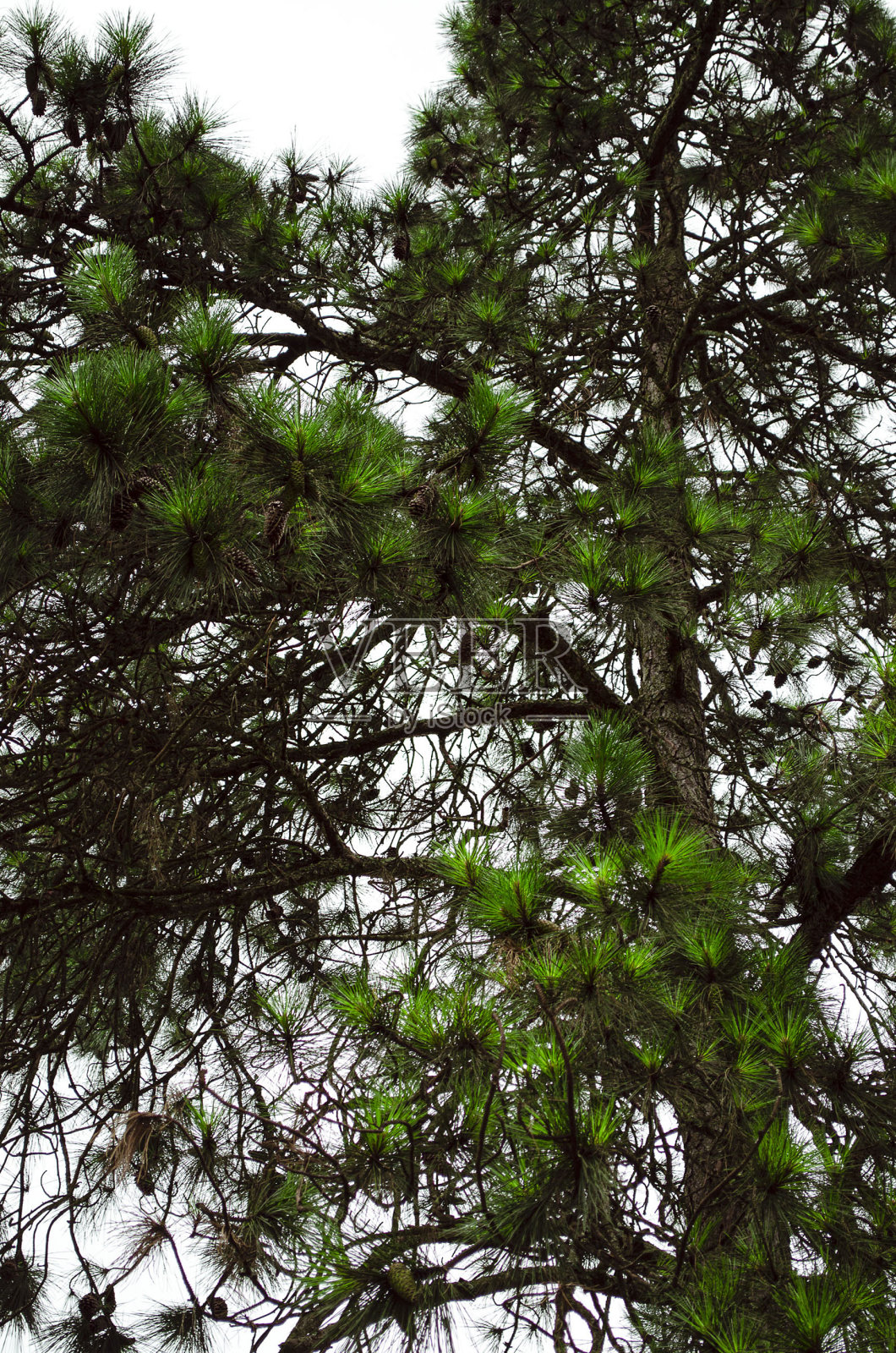 松树照片摄影图片