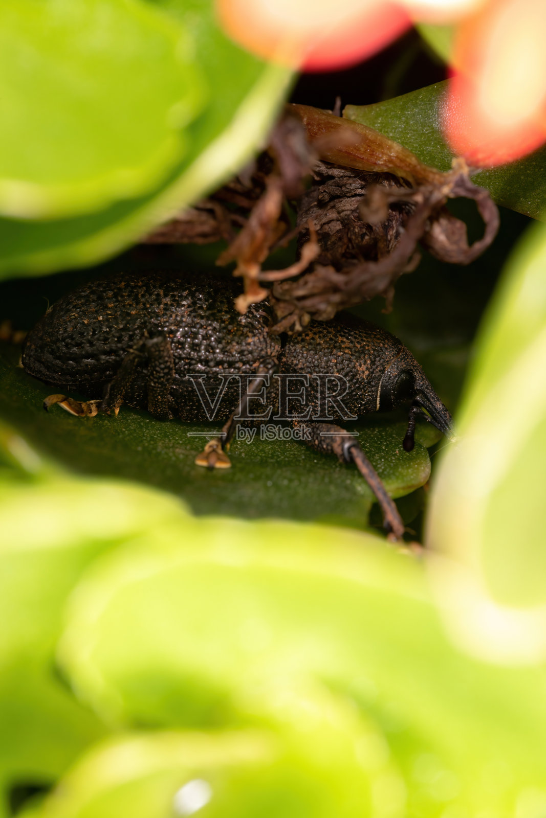 成年黑色象鼻虫照片摄影图片