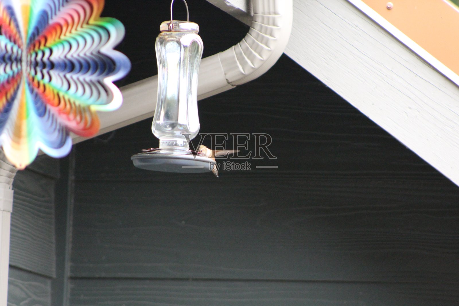 蜂鸟的照片照片摄影图片